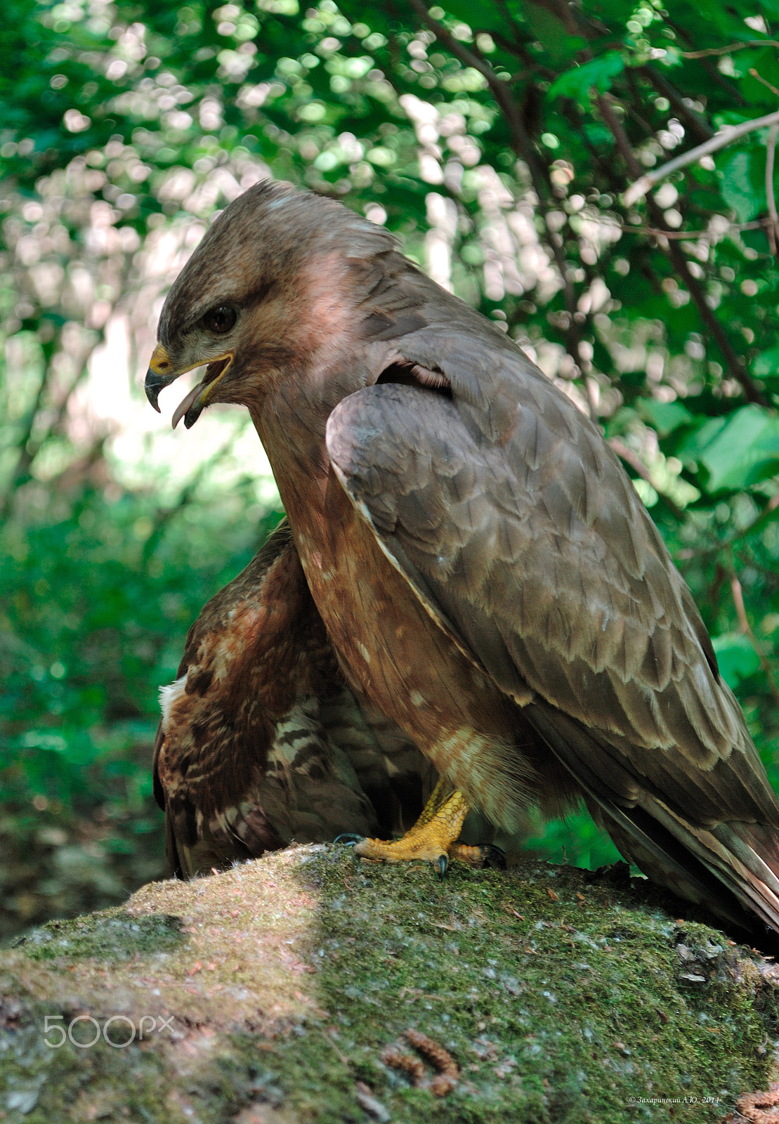 Nikon D200 sample photo. The wounded buzzard - Канюк обыкновенный (подранок)- buteo buteo photography