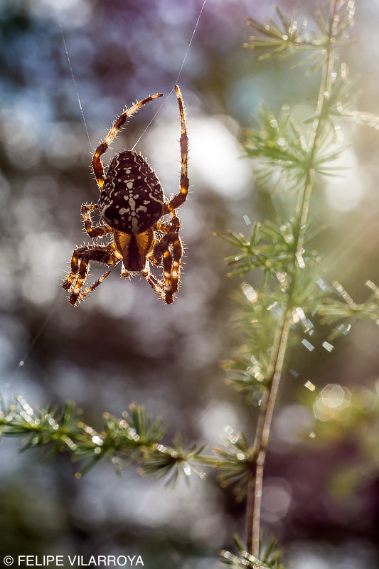 Nikon D7200 + Sigma 50mm F2.8 EX DG Macro sample photo. Entrada de luz a la naturaleza photography