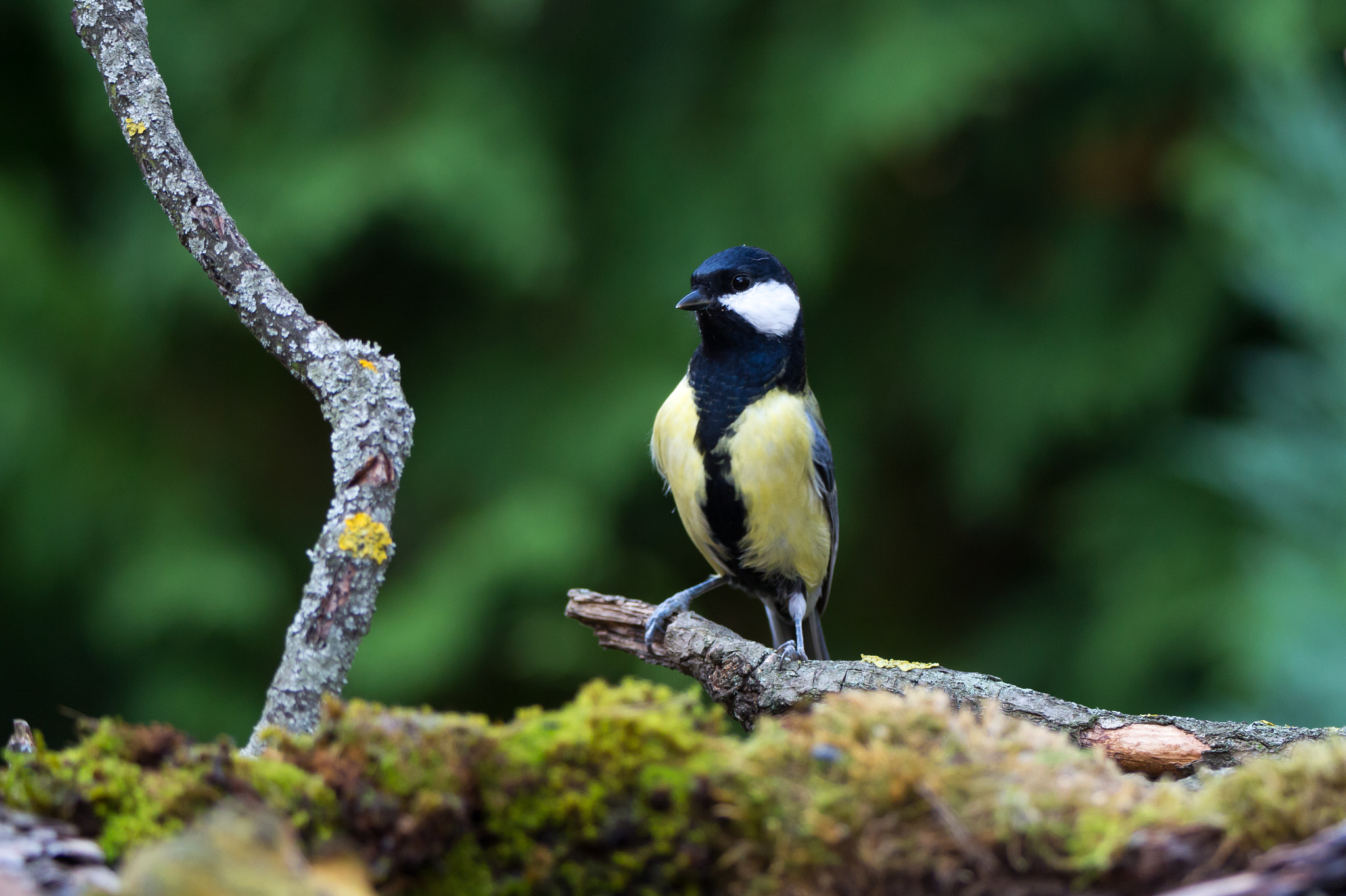 Tamron SP 150-600mm F5-6.3 Di VC USD sample photo. Img photography