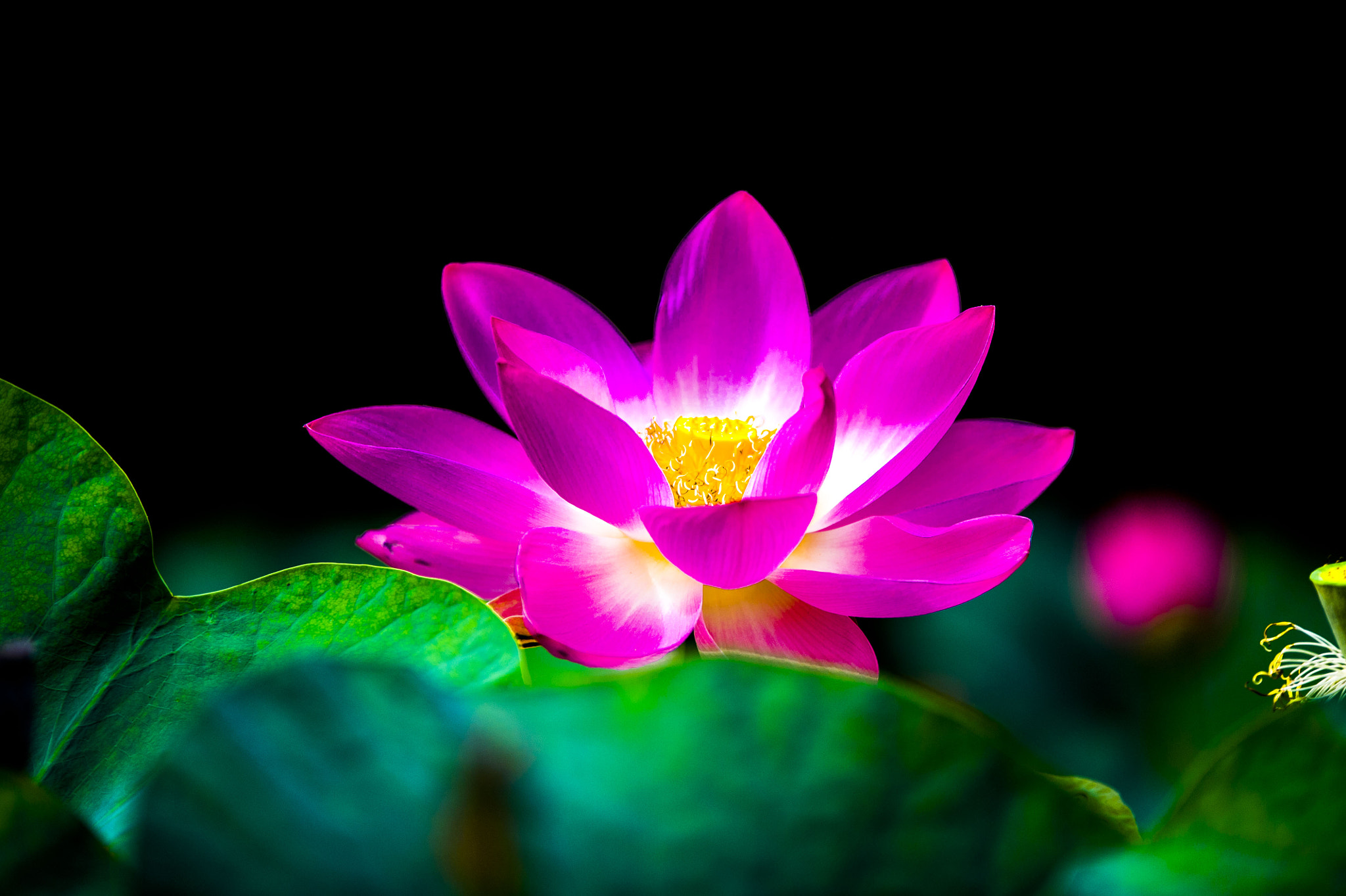 Sigma 70-200mm F2.8 EX DG OS HSM sample photo. Lotus photography