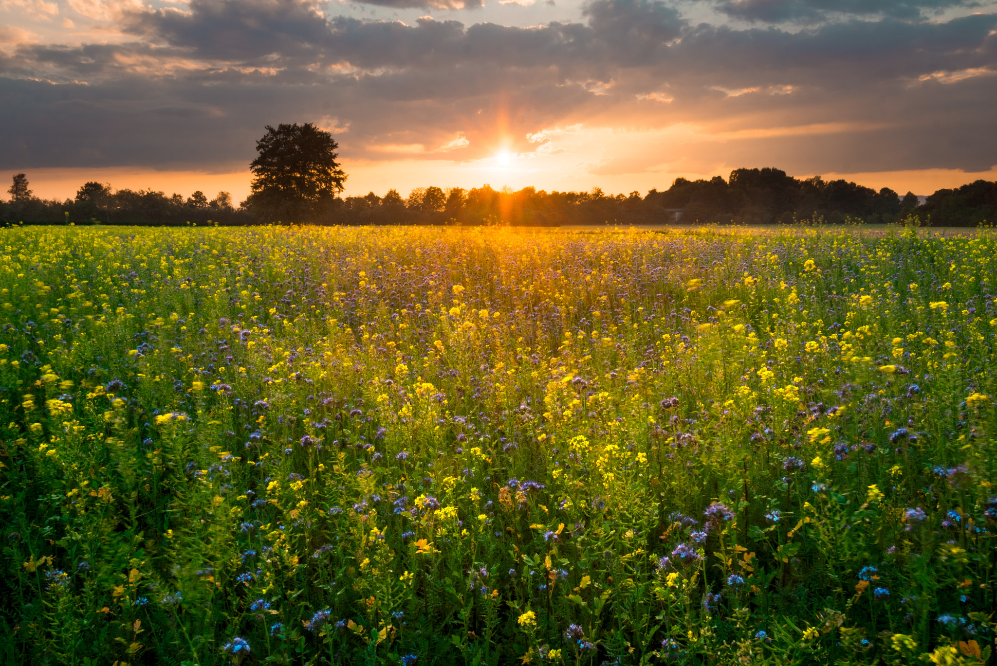 Sony Alpha NEX-7 + Sony Vario-Tessar T* E 16-70mm F4 ZA OSS sample photo. Autumn flowers at sunset photography