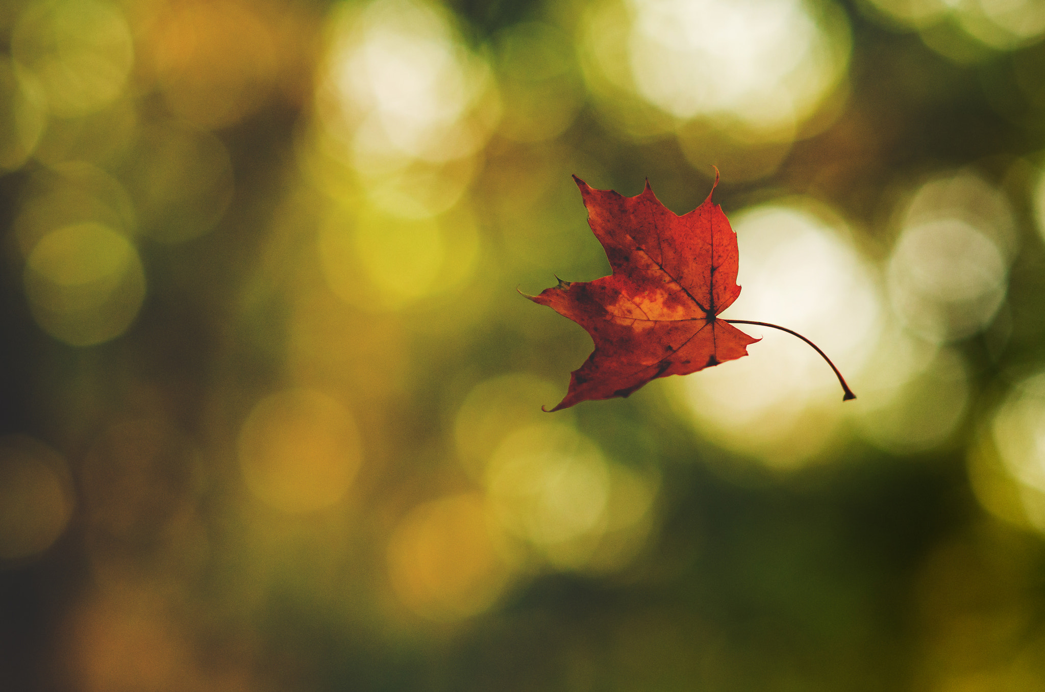 Nikon D5100 + Sigma 85mm F1.4 EX DG HSM sample photo. Autumn photography