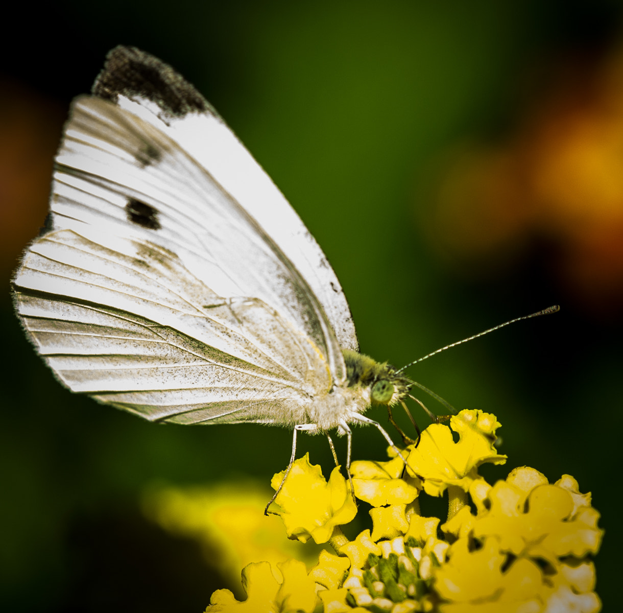 TAMRON SP 180mm F3.5 Di MACRO 1:1 B01N sample photo. Butterfly (of ) photography