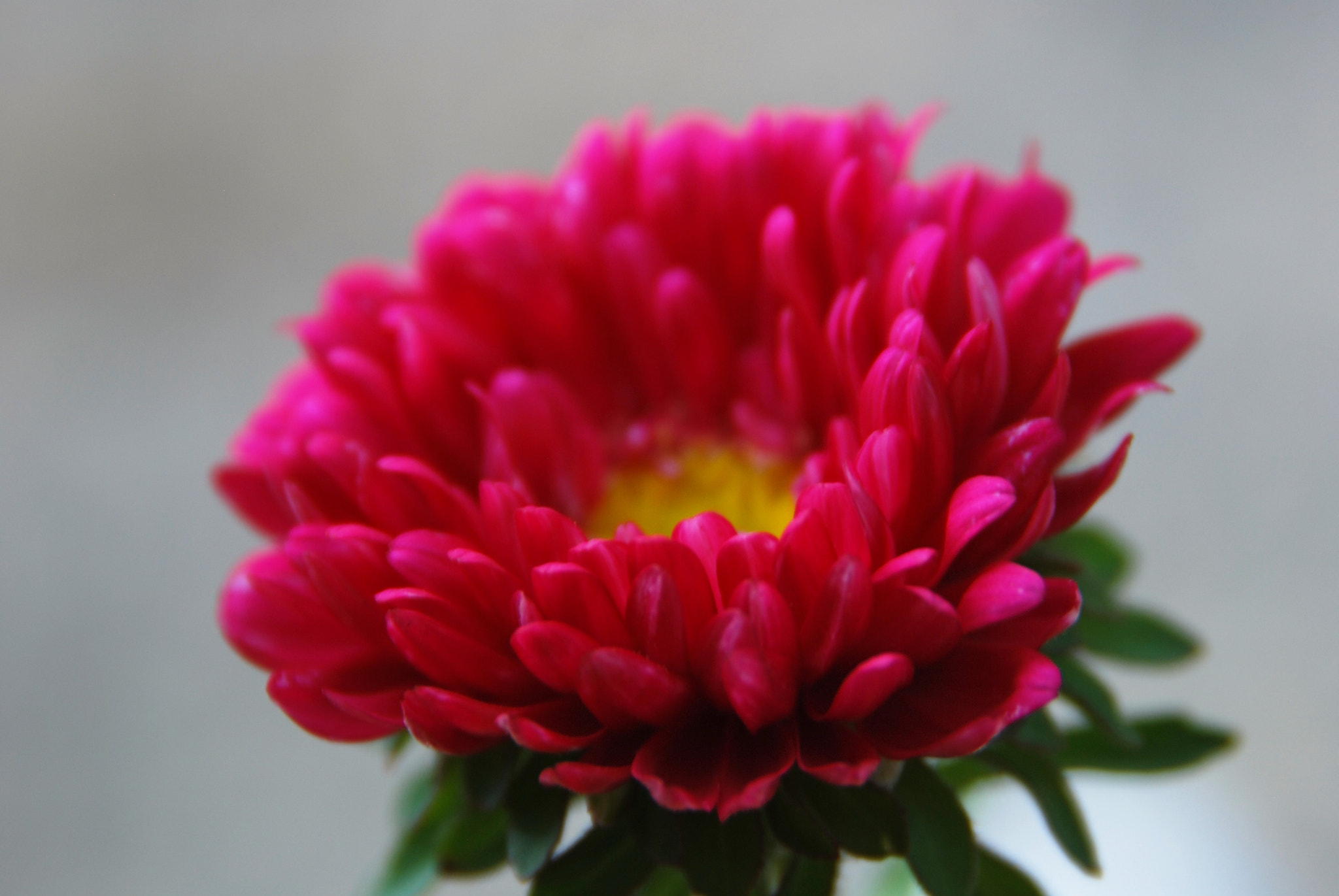 Nikon D60 sample photo. Aster photography