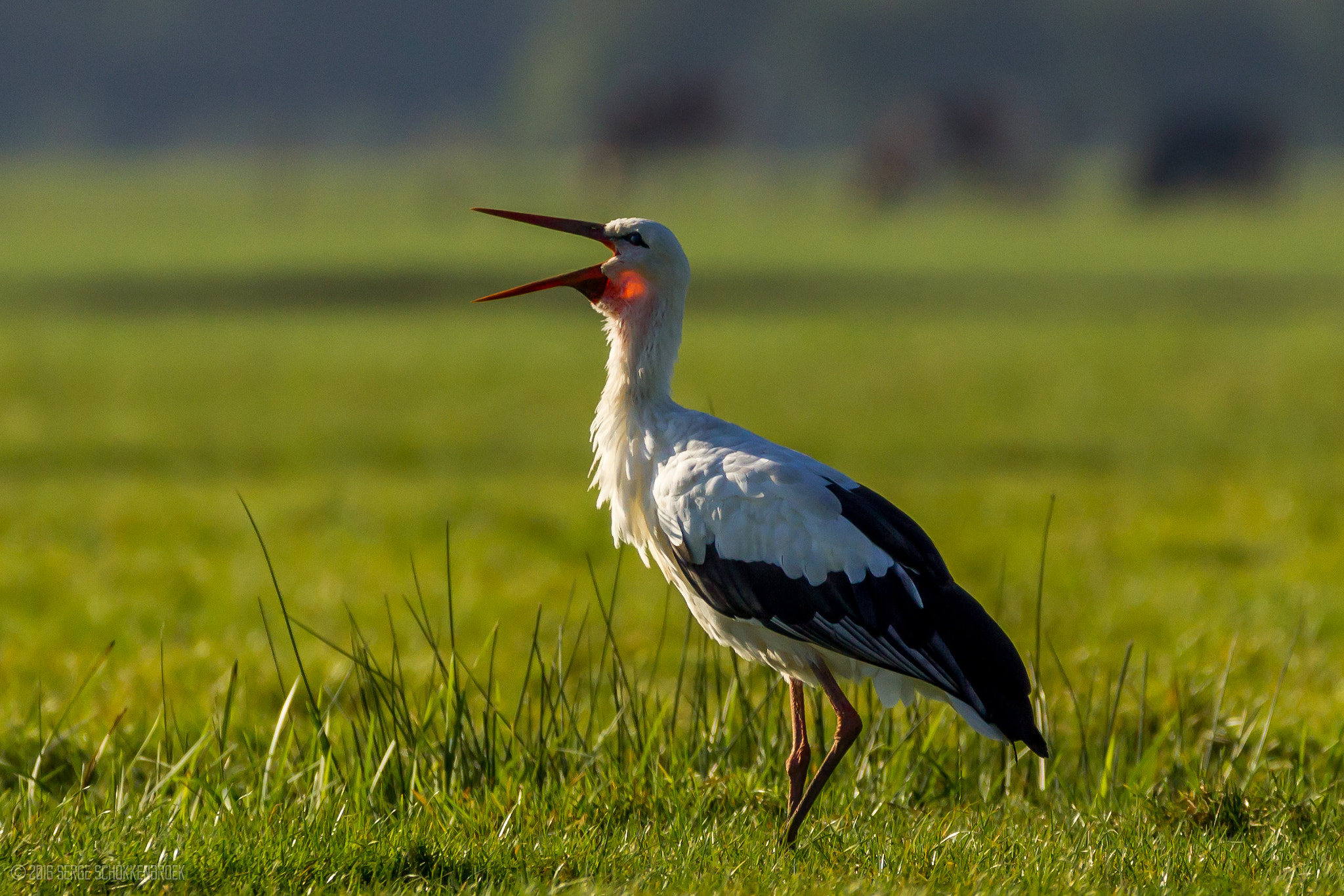 150-600mm F5-6.3 DG OS HSM | Contemporary 015 sample photo. White stork photography