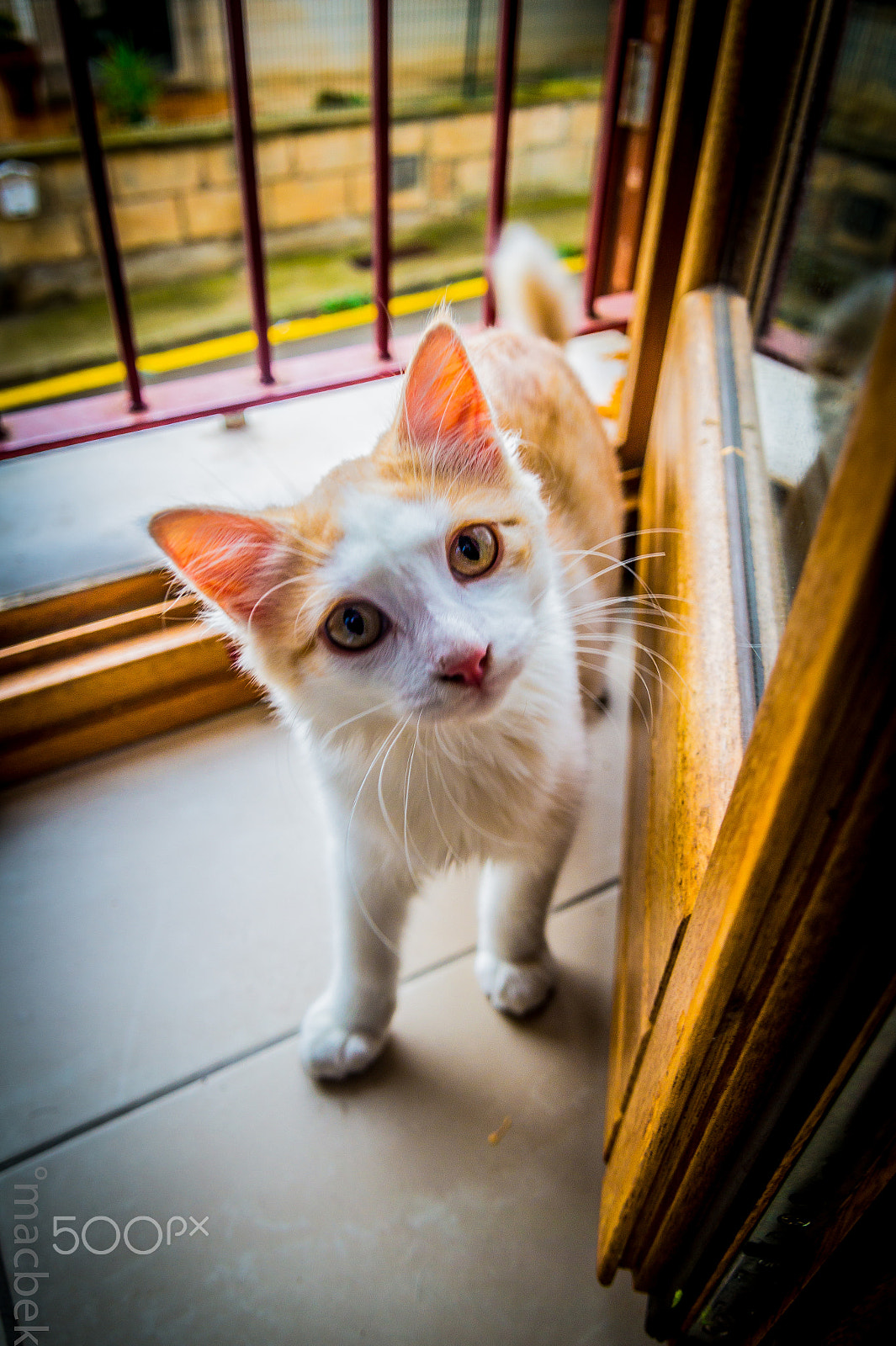 Tamron 18-270mm F3.5-6.3 Di II PZD sample photo. Gismofinal photography