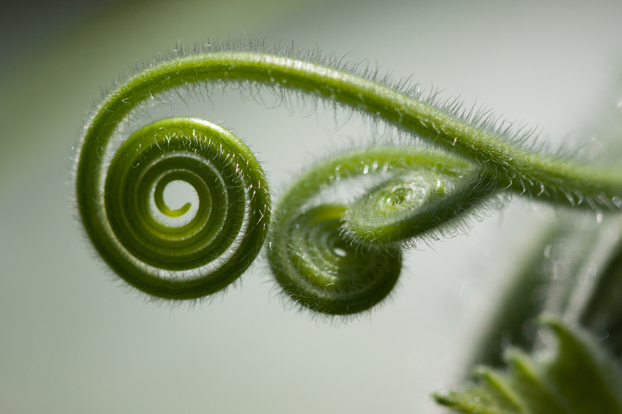 Canon EF 100mm F2.8 Macro USM sample photo. La volute photography