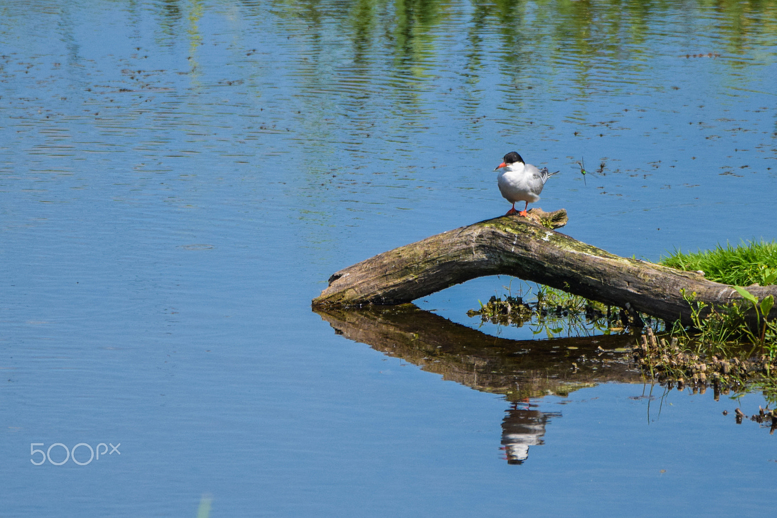 Tamron SP 150-600mm F5-6.3 Di VC USD sample photo. Caspian tern photography