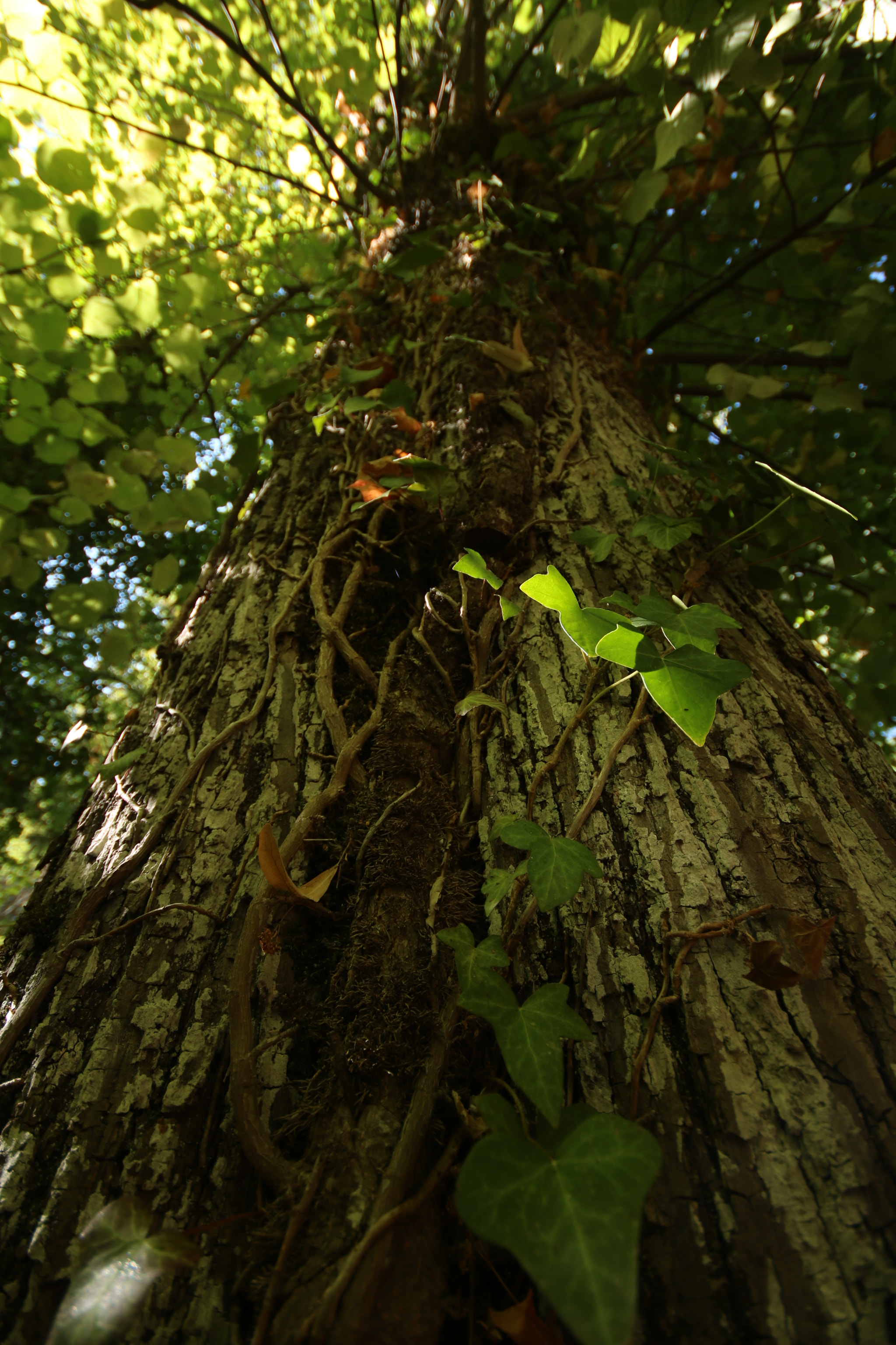 Canon EOS 750D (EOS Rebel T6i / EOS Kiss X8i) + Sigma 10-20mm F4-5.6 EX DC HSM sample photo. Growing strong photography