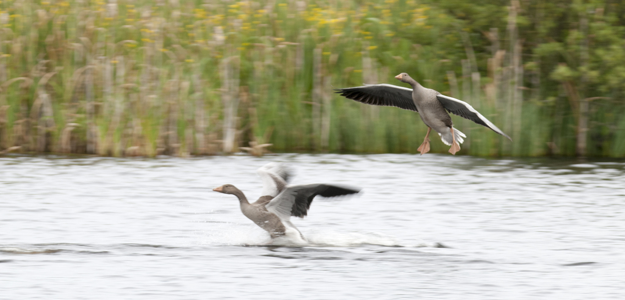 Nikon D300 sample photo. Wild geese photography
