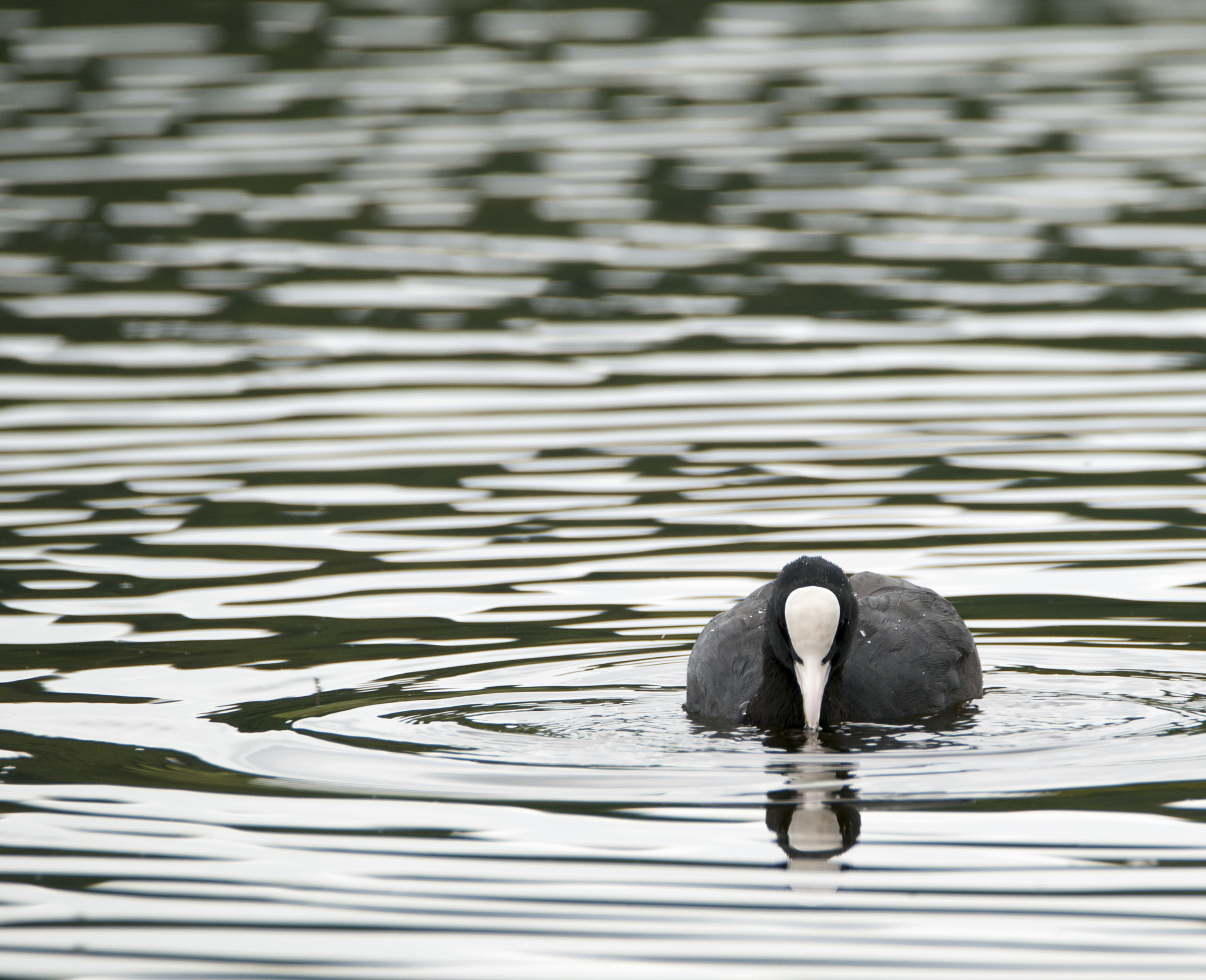 Nikon D300 sample photo. Bird reflection photography