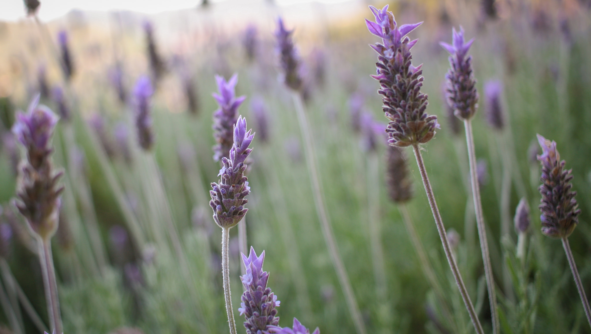 Canon EOS 1000D (EOS Digital Rebel XS / EOS Kiss F) sample photo. Lavanda photography