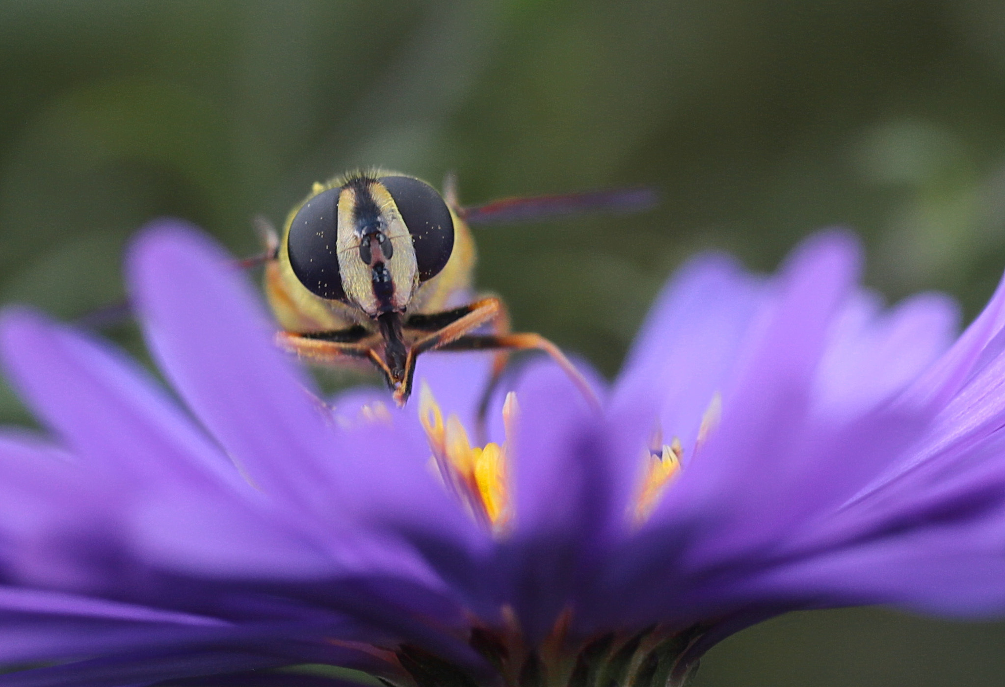 Canon EOS 6D + Sigma 70mm F2.8 EX DG Macro sample photo. Всё!Нанектарился! photography