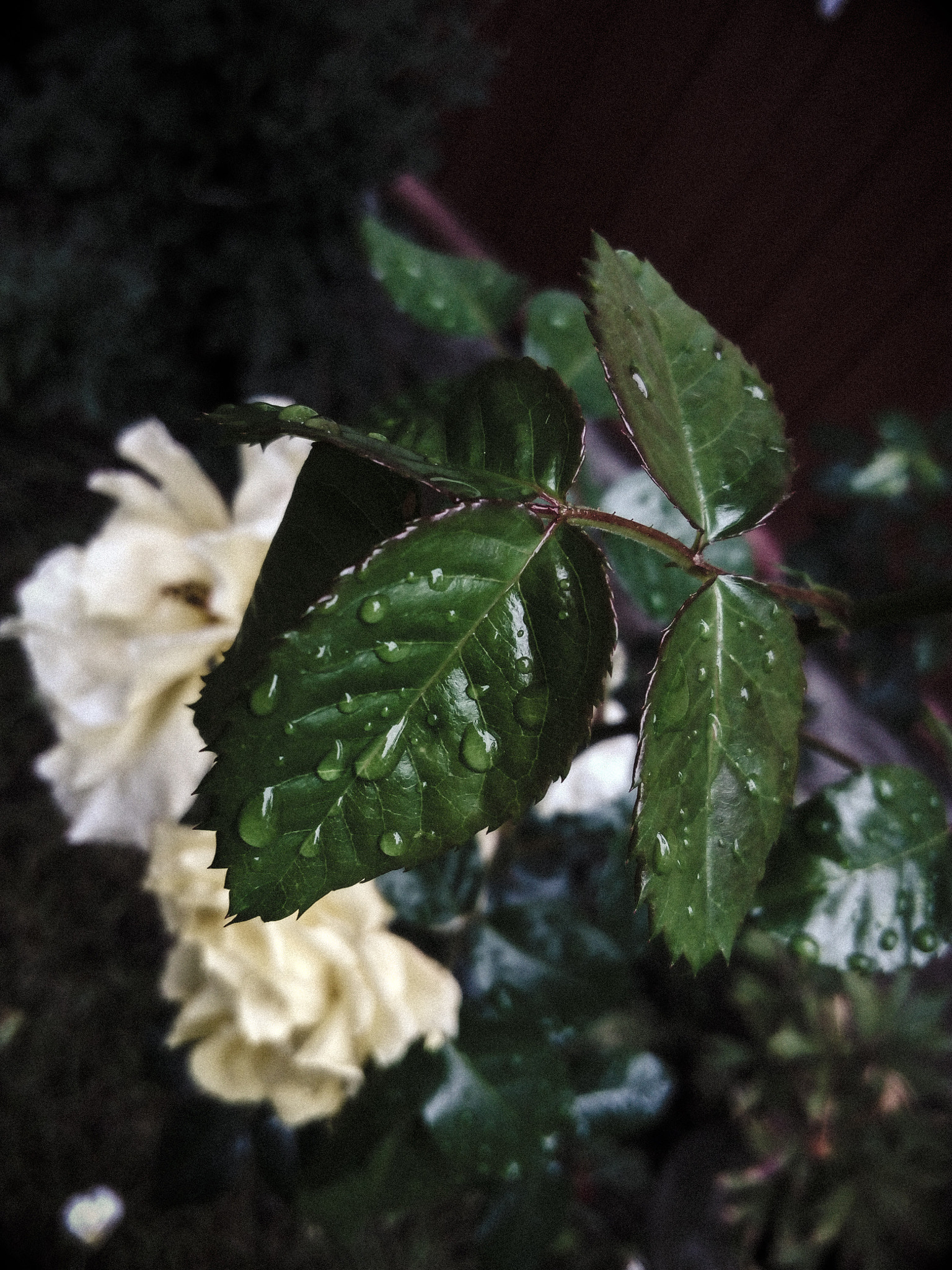 Lenovo P70-A sample photo. Leaf photography