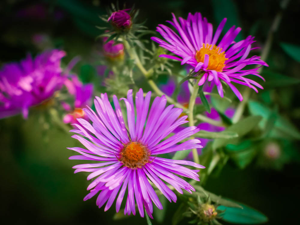Panasonic Lumix DMC-GX85 (Lumix DMC-GX80 / Lumix DMC-GX7 Mark II) sample photo. Flower foursome final photography