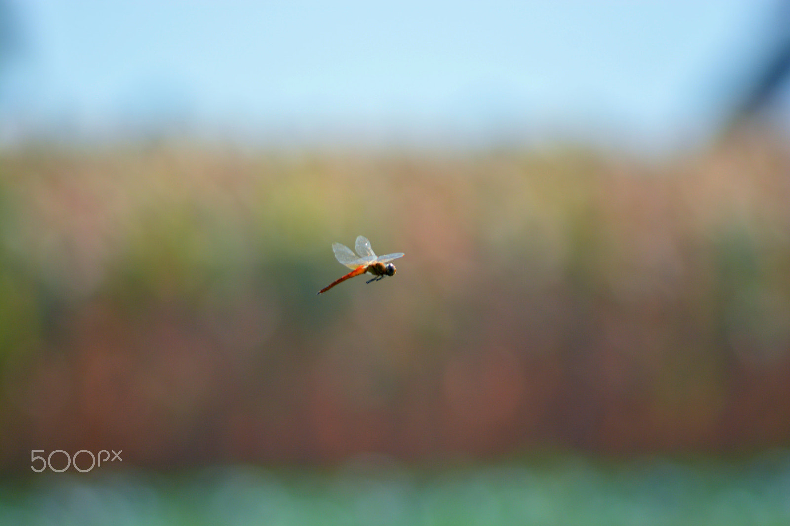 Nikon AF Nikkor 70-300mm F4-5.6G sample photo. Dragonfly photography