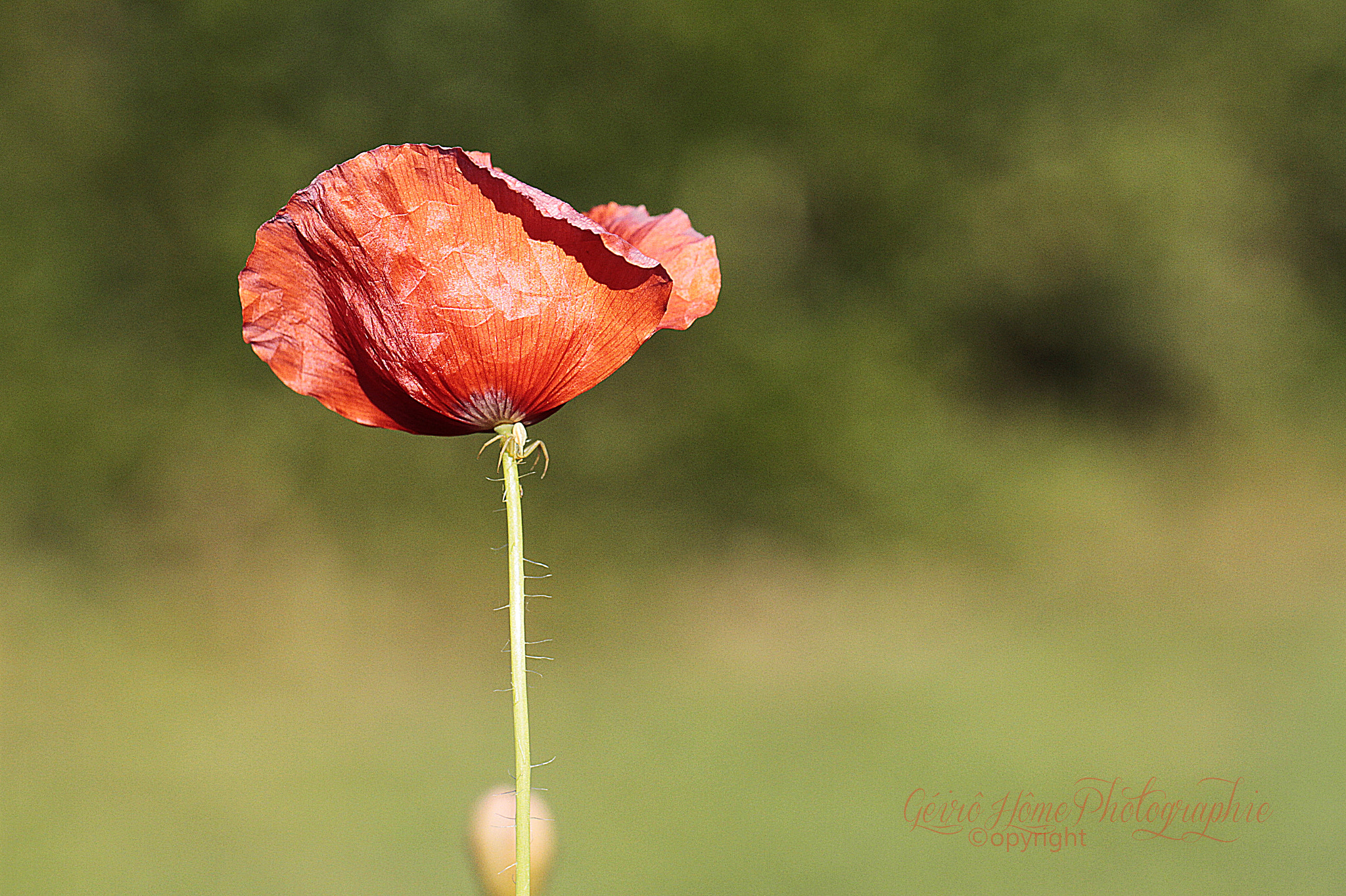 Canon EOS 7D + Canon EF 100mm F2.8L Macro IS USM sample photo. Poppy photography