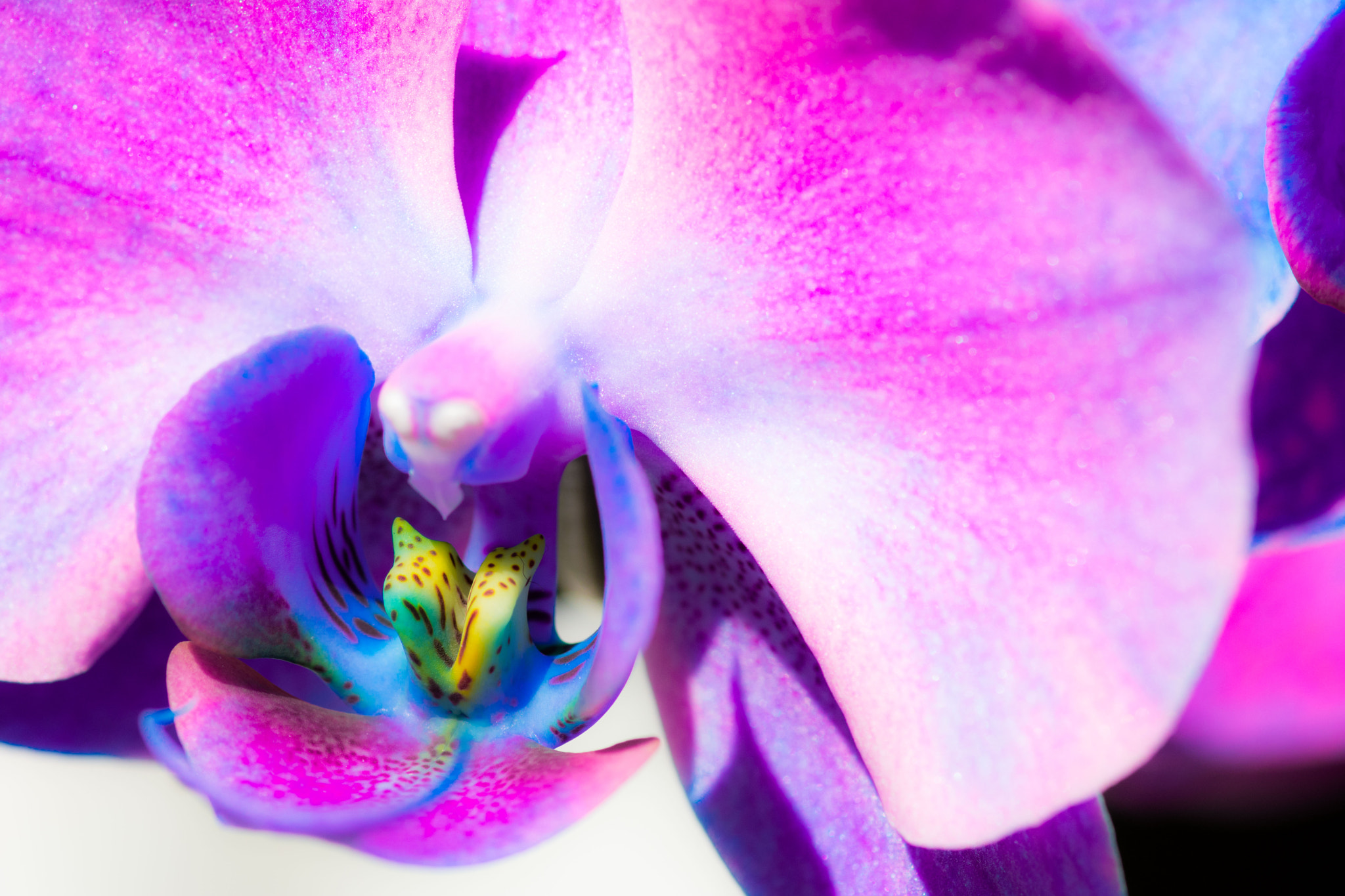 Nikon D7100 + Tokina AT-X Pro 100mm F2.8 Macro sample photo. Orchid photography