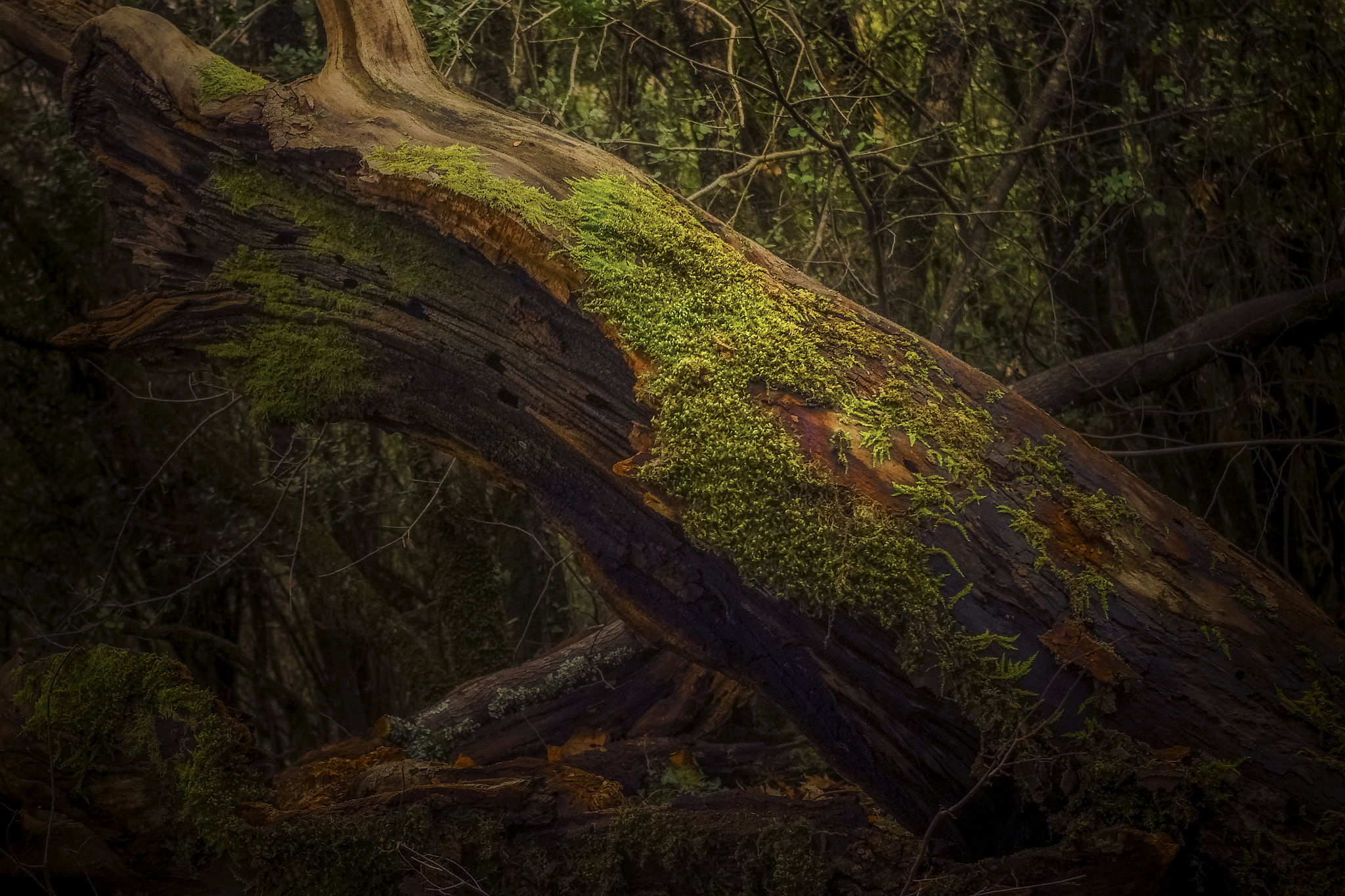 smc PENTAX-DA L 18-55mm F3.5-5.6 sample photo. Old wood photography