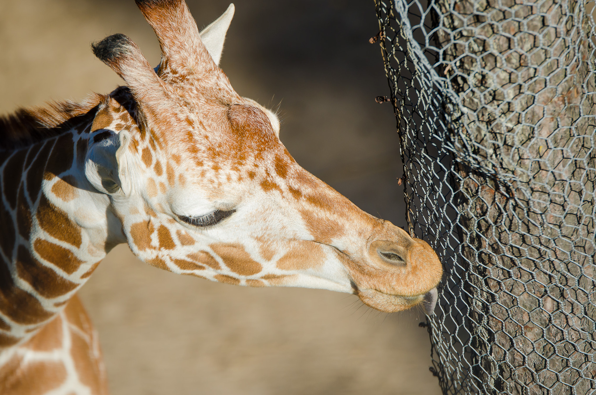 Tamron SP 70-200mm F2.8 Di VC USD sample photo. Giraffe portrait photography
