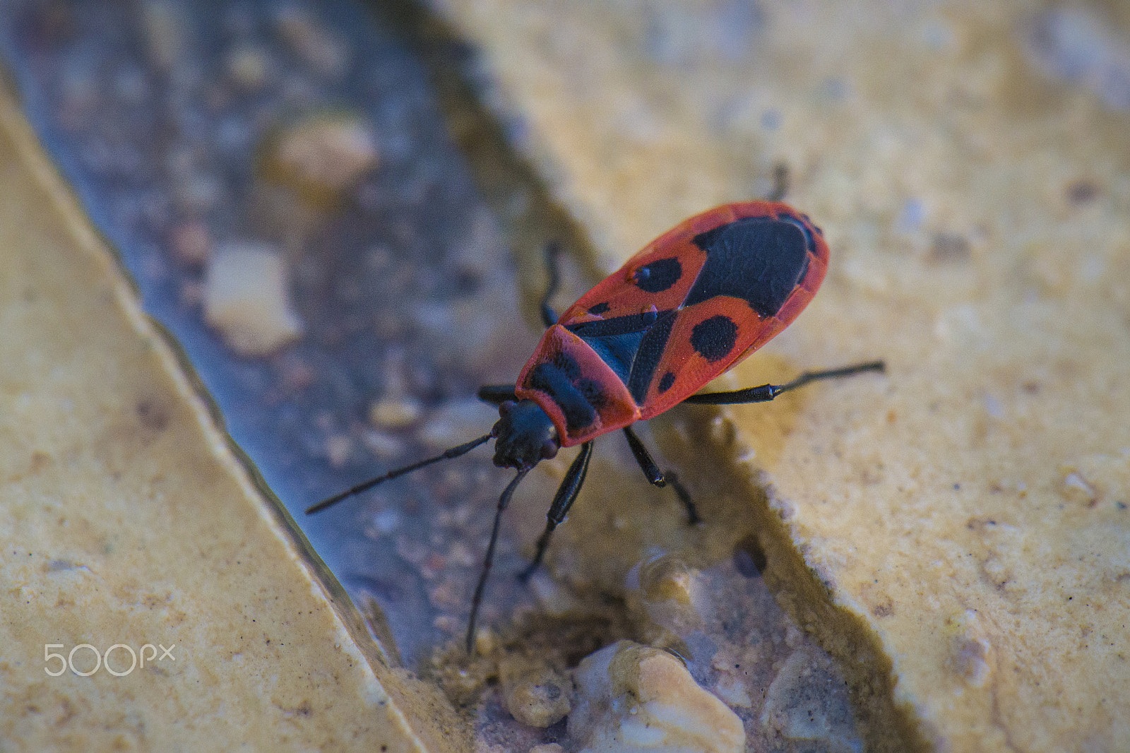 Nikon AF-S DX Micro-Nikkor 85mm F3.5G ED VR sample photo. Firebug photography