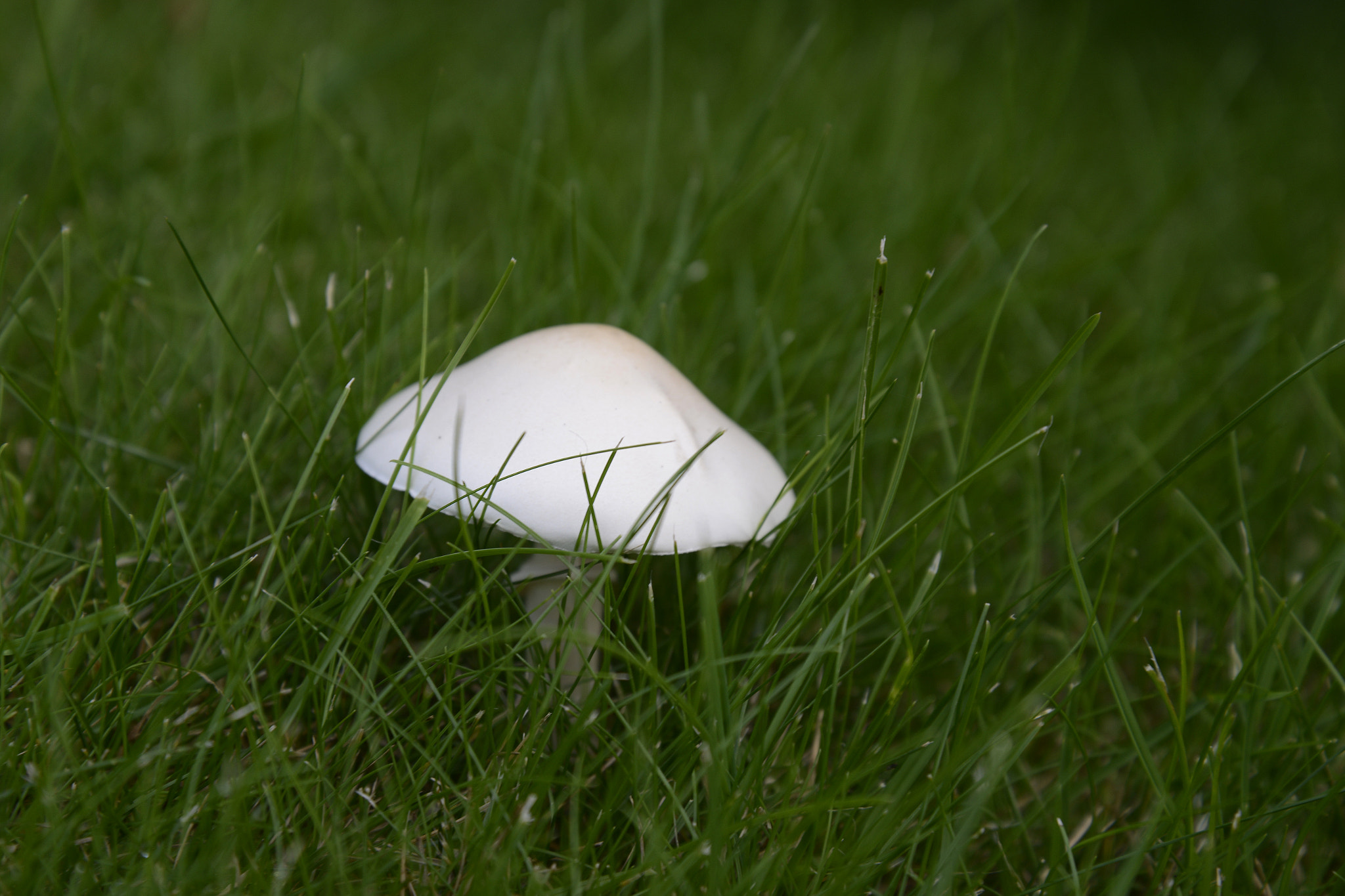Nikon D600 sample photo. Mushroom photography