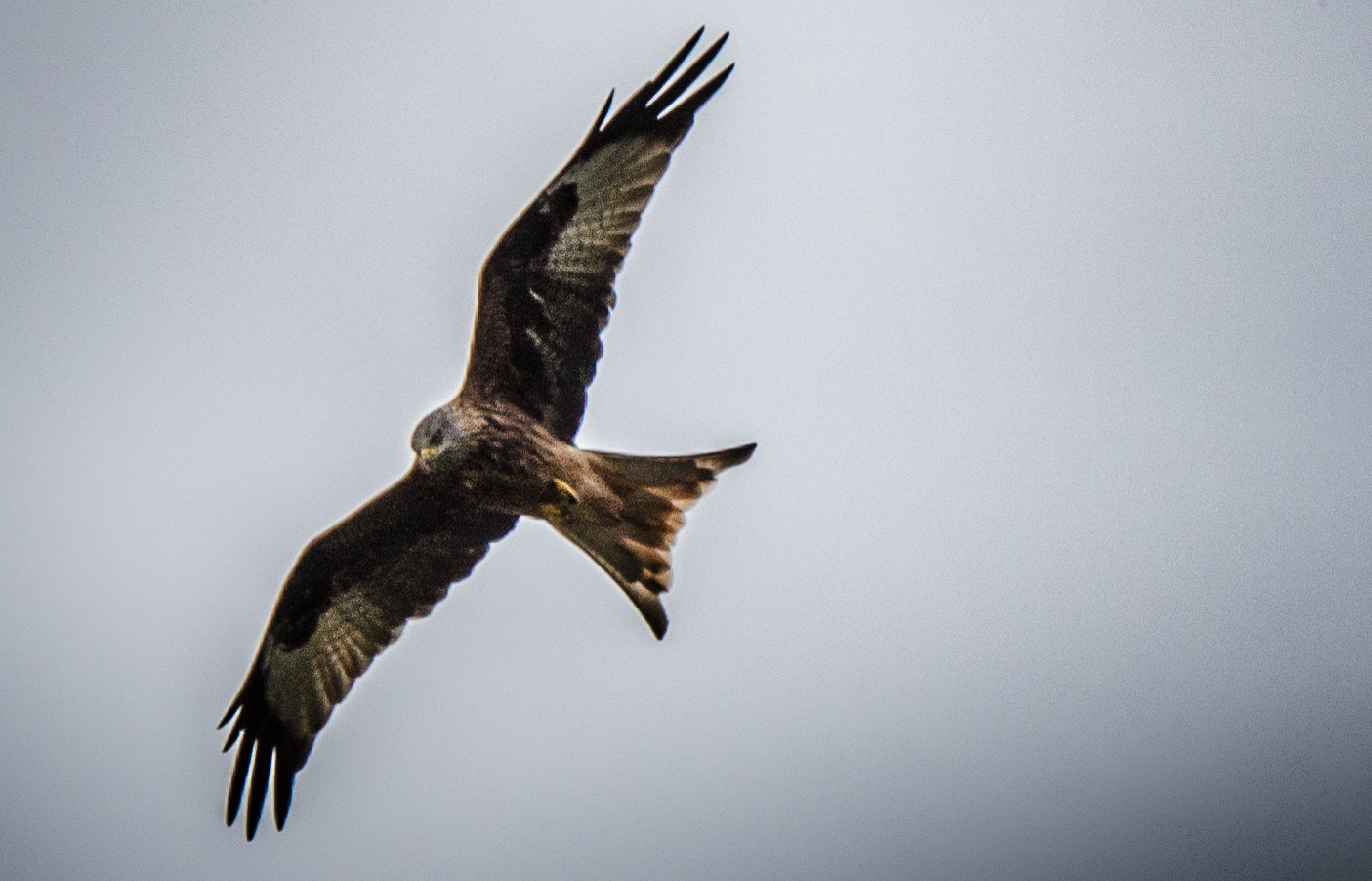 Sigma 70-200mm F2.8 EX DG OS HSM sample photo. Red kite photography