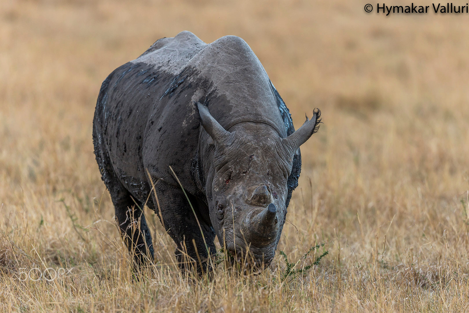 Canon EF 500mm F4L IS II USM sample photo. Rhino photography