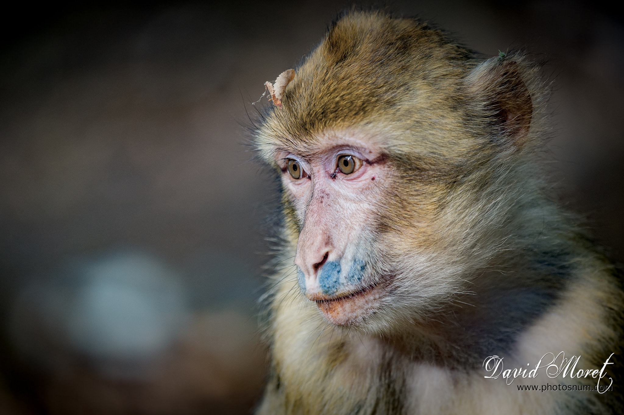 Nikon Nikkor AF-S 300mm F4E PF ED VR sample photo. Terre de singes photography
