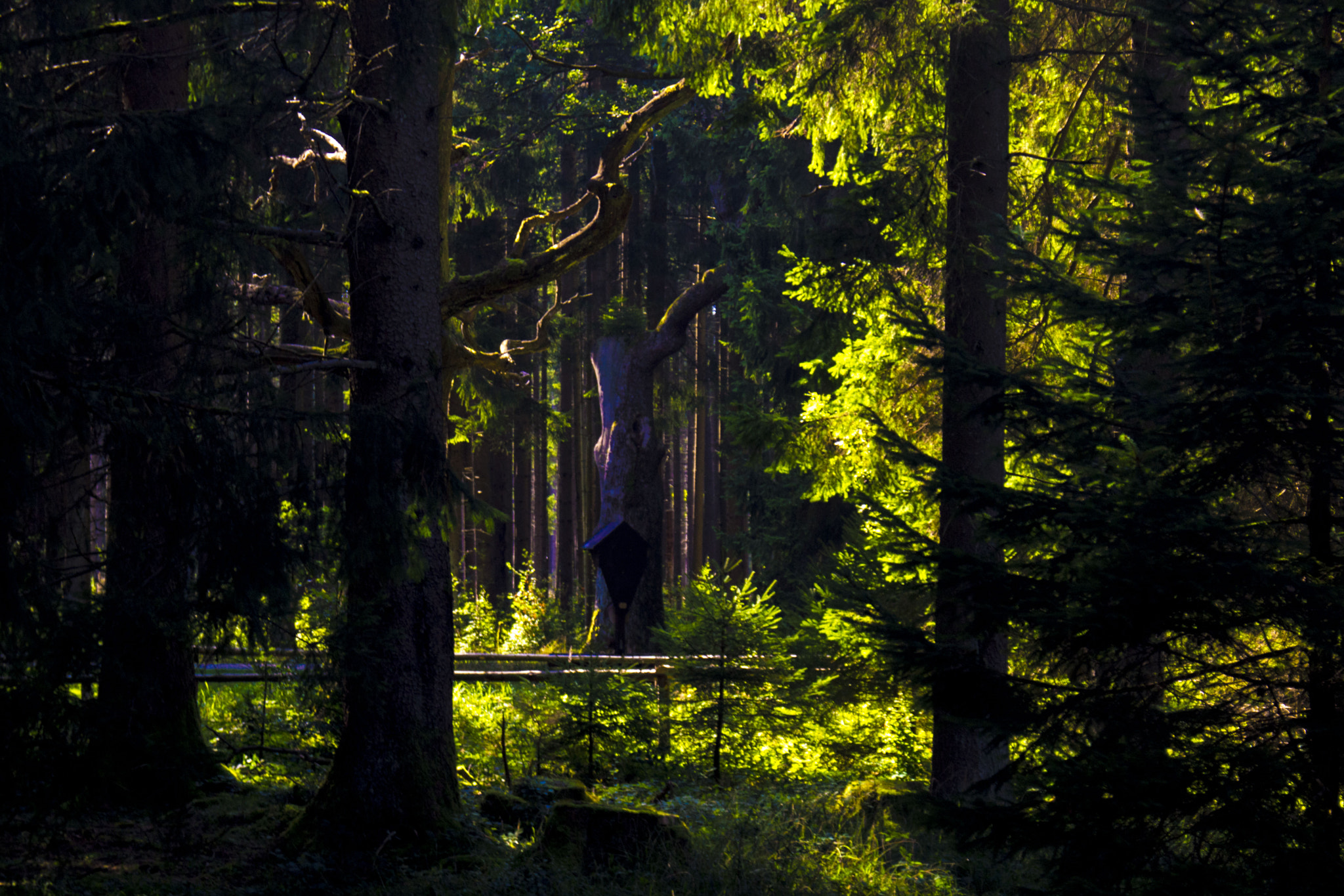 Sony DT 18-70mm F3.5-5.6 sample photo. Forstenrieder park von der suhlwiese aus photography