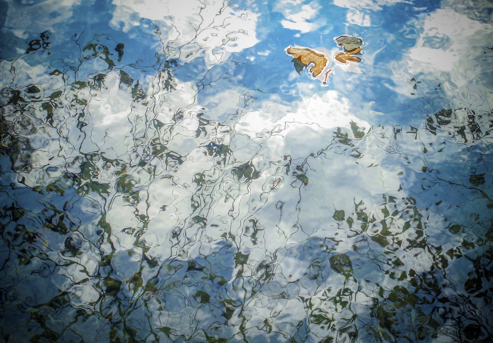 Sony DSC-T100 sample photo. Leaf in the water photography