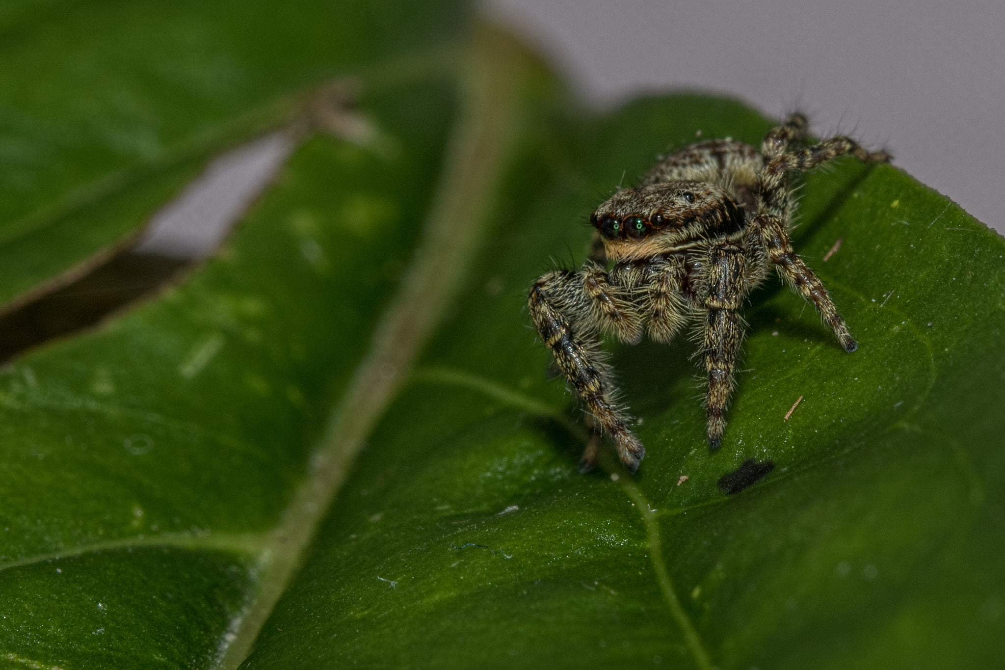 Canon EOS 80D + Canon EF 100mm F2.8L Macro IS USM sample photo. Springspinne photography