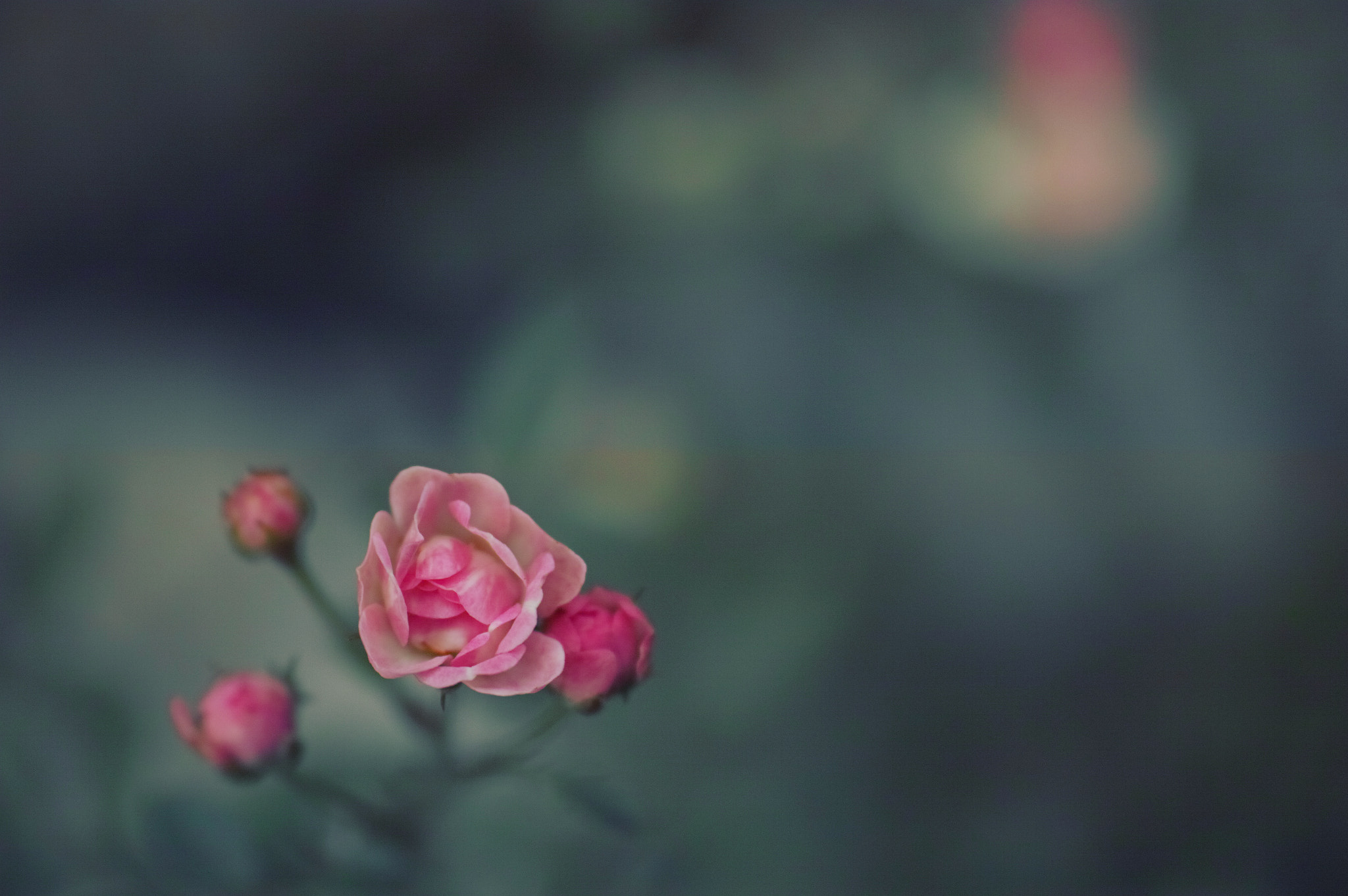 Sigma dp3 Quattro sample photo. Baby roses photography