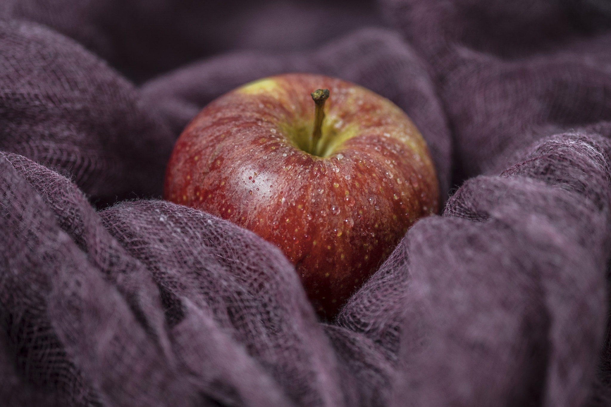 Fujifilm X-Pro2 + Fujifilm XF 60mm F2.4 R Macro sample photo
