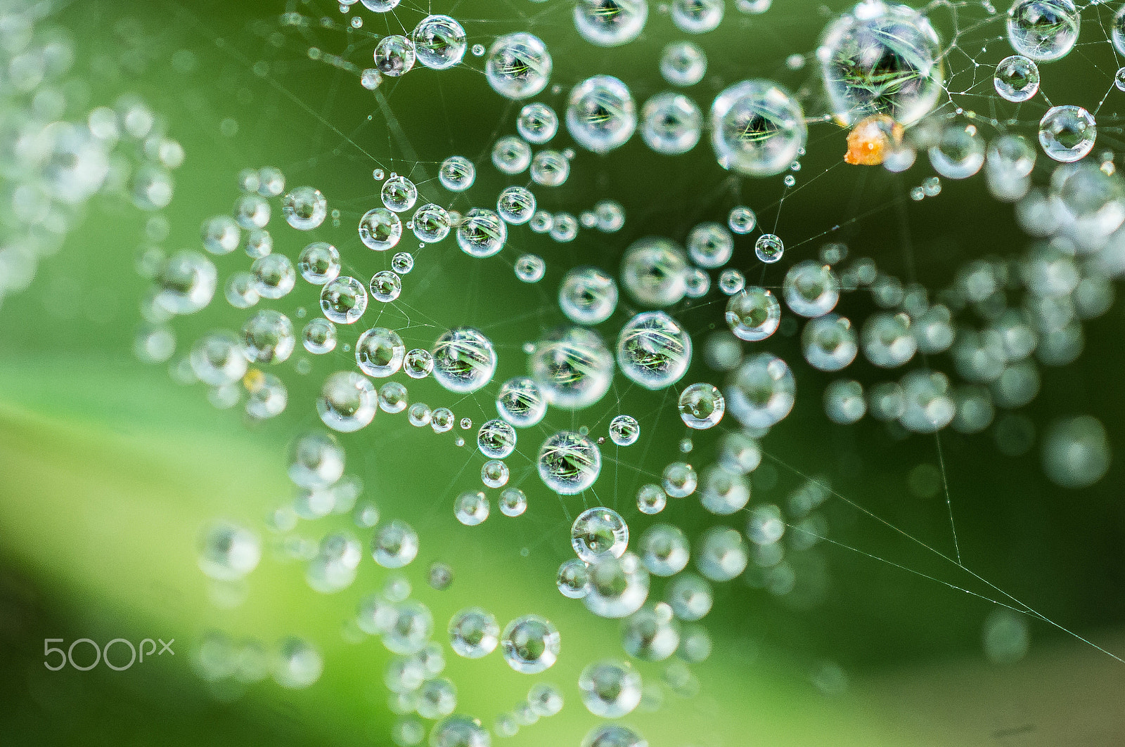 MACRO 50mm F2.8 sample photo. Waterdrops photography
