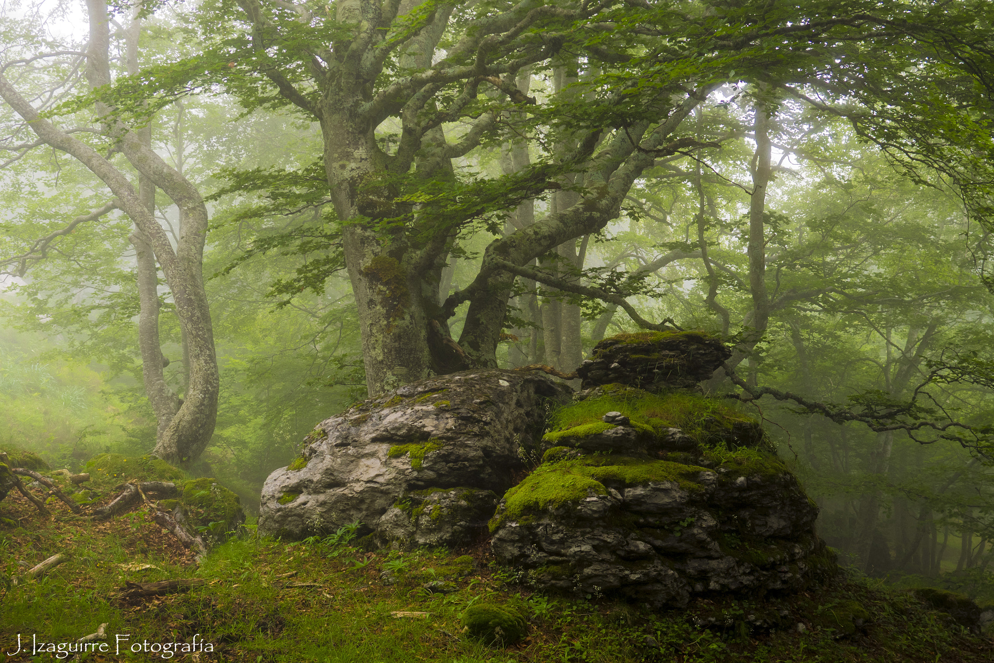 Olympus OM-D E-M1 + OLYMPUS 14-54mm Lens sample photo. Hayedo de moncrespo photography