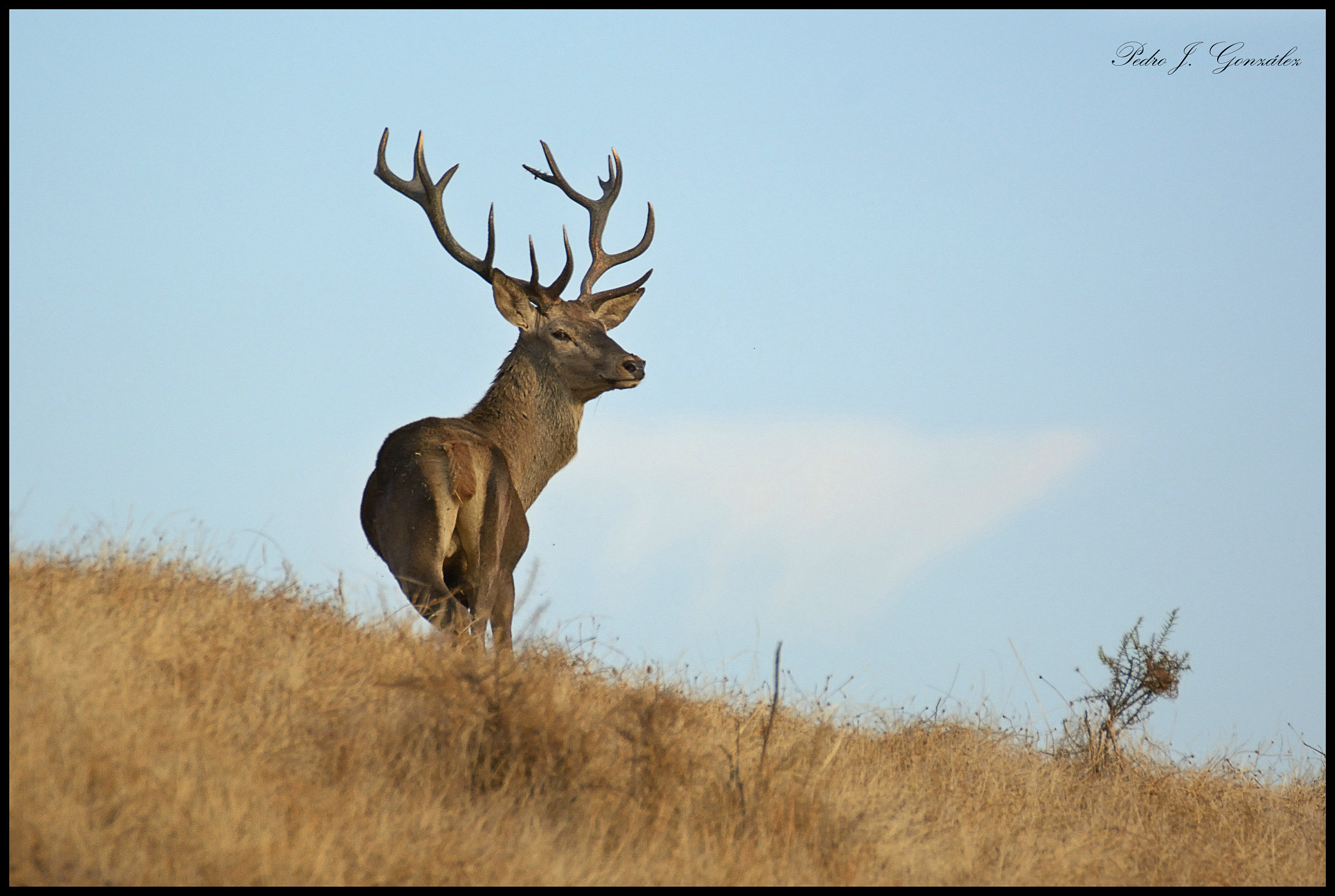 Nikon D7100 + AF-S DX Zoom-Nikkor 18-55mm f/3.5-5.6G ED sample photo. El principe del bosque ii photography