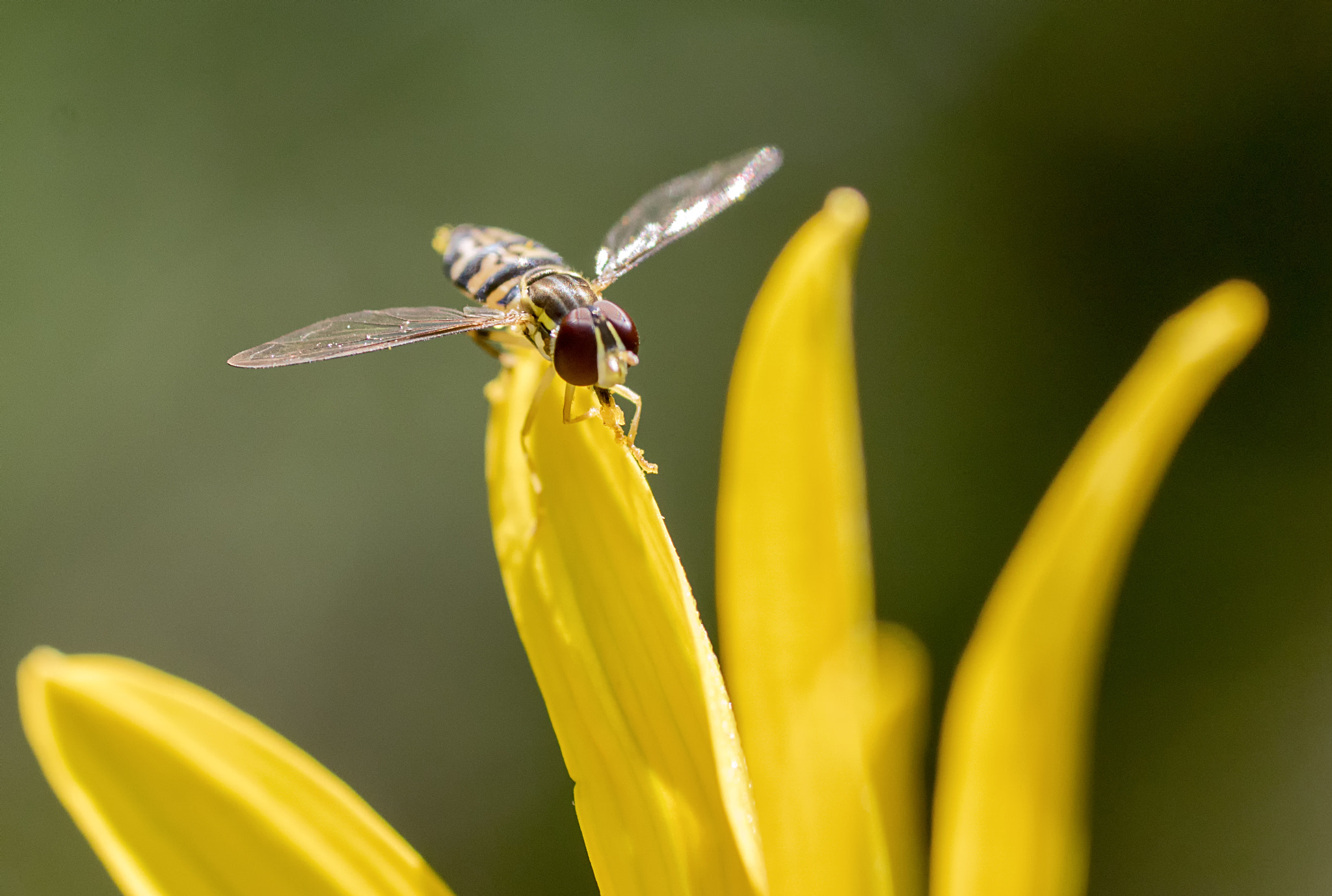 Sony ILCA-77M2 + Tamron SP AF 90mm F2.8 Di Macro sample photo. Fly over photography