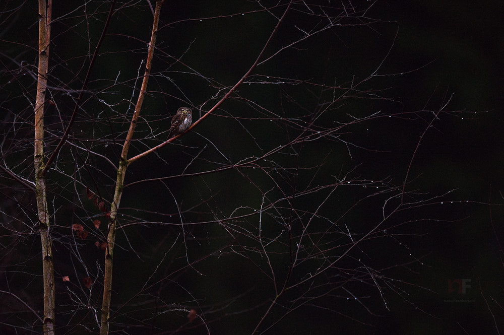 Nikon D3S sample photo. November pygmy owl (reworked) photography