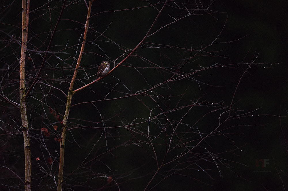 Nikon AF-S Nikkor 400mm F2.8G ED VR II sample photo. November pygmy owl (reworked) photography