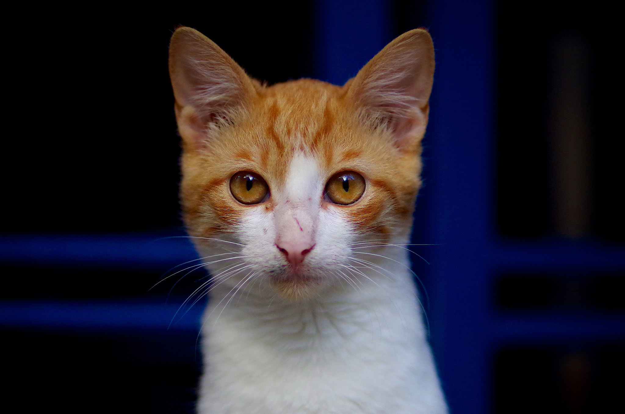 Pentax smc D-FA 100mm F2.8 Macro WR sample photo. Curiosity photography