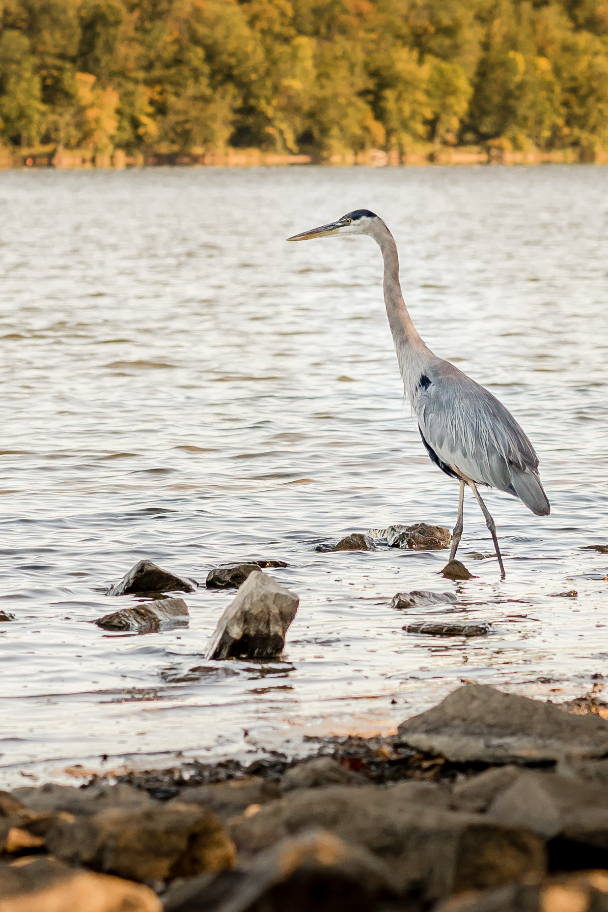 Nikon D810 + Zeiss Milvus 85mm f/1.4 sample photo. Blue heron photography