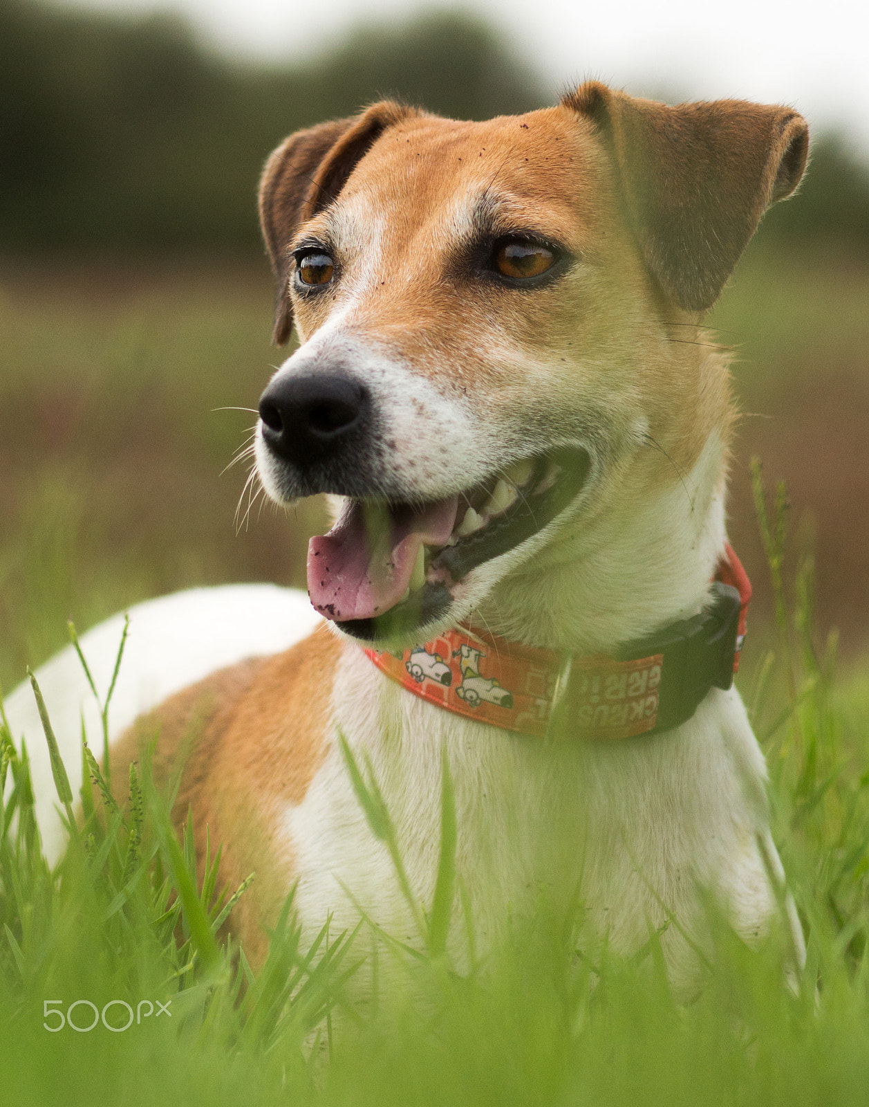 Canon EF 100mm F2.8 Macro USM sample photo. Shelly photography