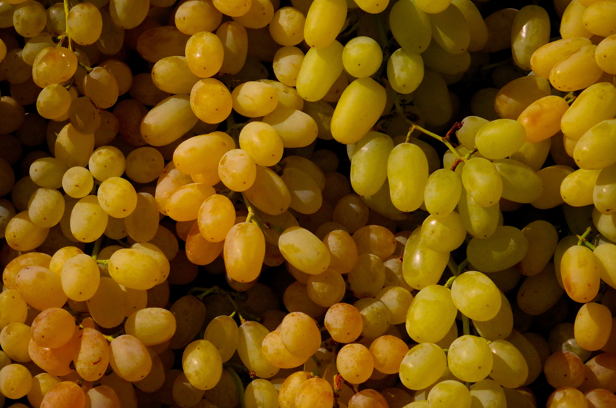 Pentax smc D-FA 100mm F2.8 Macro WR sample photo. Sideways photography