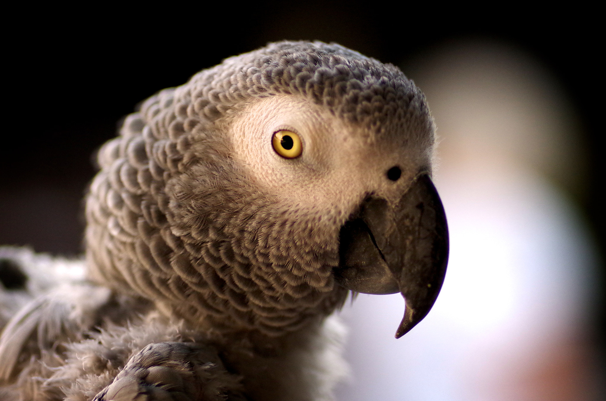 Pentax smc D-FA 100mm F2.8 Macro WR sample photo. The great pretender photography