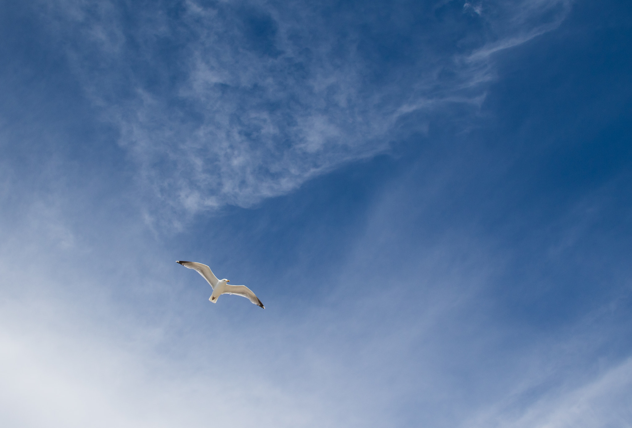 Canon EF 28-135mm F3.5-5.6 IS USM sample photo. Seagull in fehmarn, germany photography