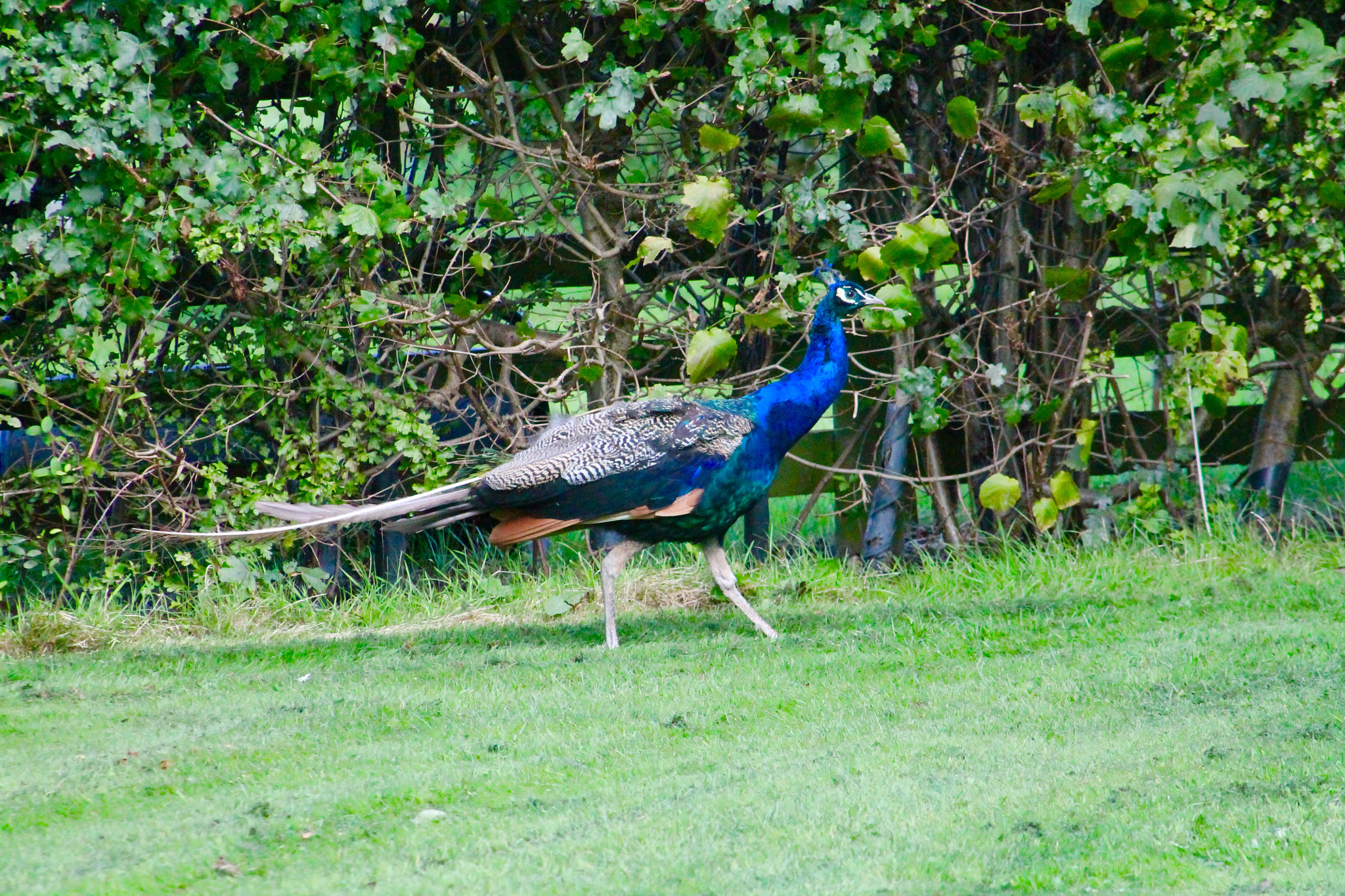 Canon EF75-300mm f/4-5.6 sample photo. Peacock strutting his stuff photography