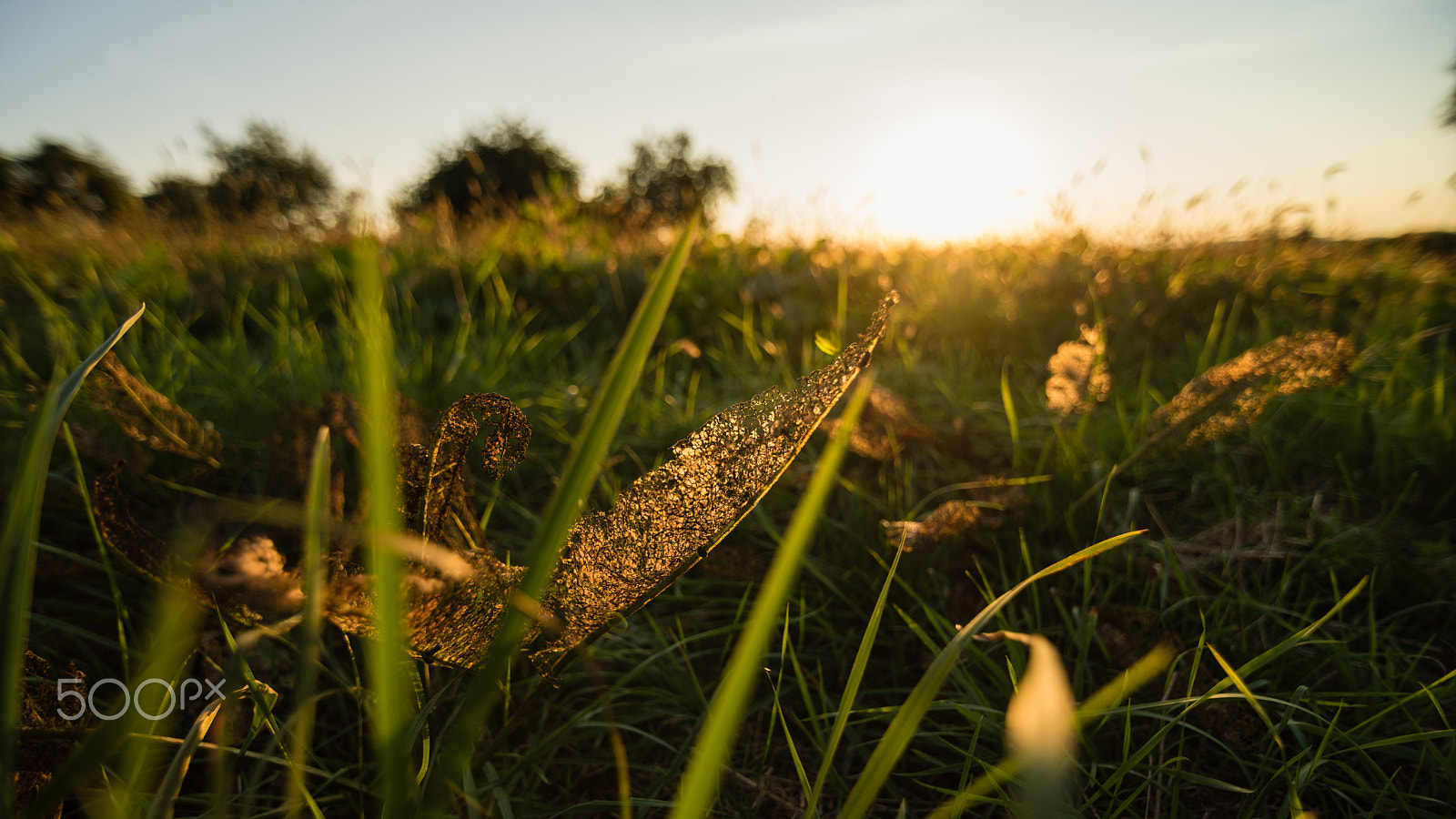 Tokina AT-X Pro 11-16mm F2.8 DX sample photo. Desolved leave photography