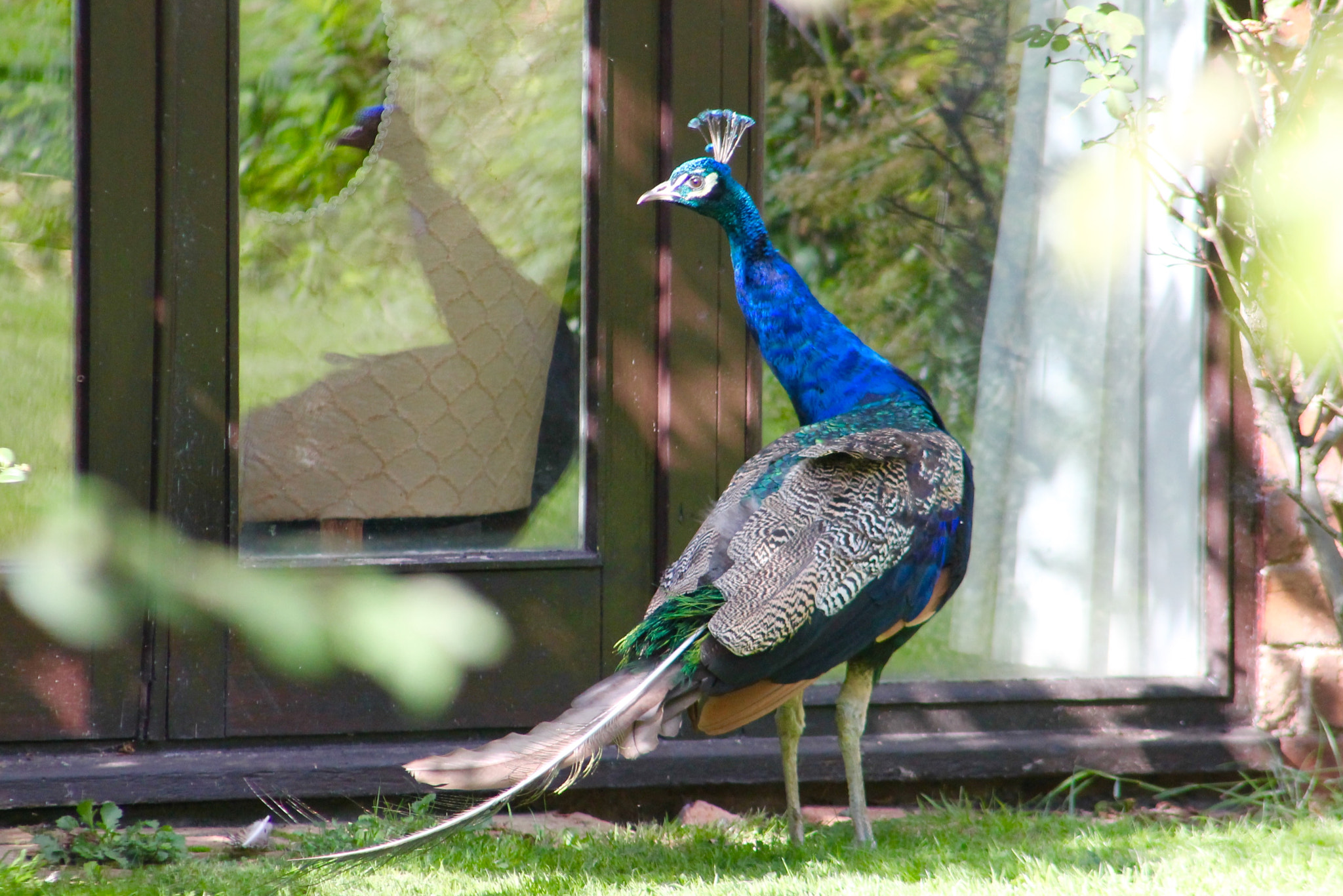 Canon EF75-300mm f/4-5.6 sample photo. Am i being followed? photography
