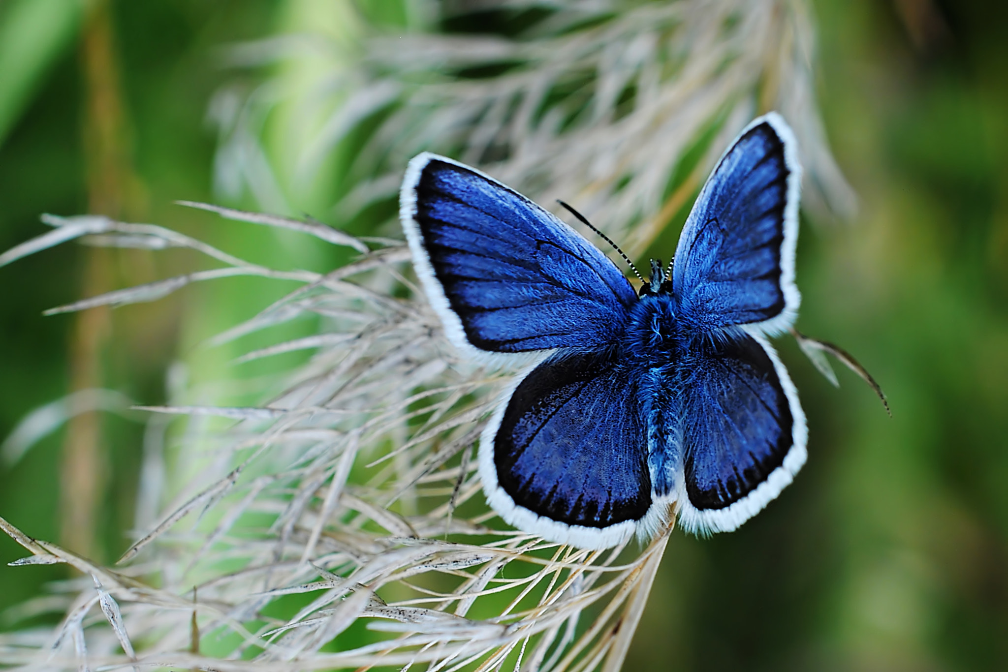 Nikon AF-S DX Micro Nikkor 40mm F2.8 sample photo. Dsc photography